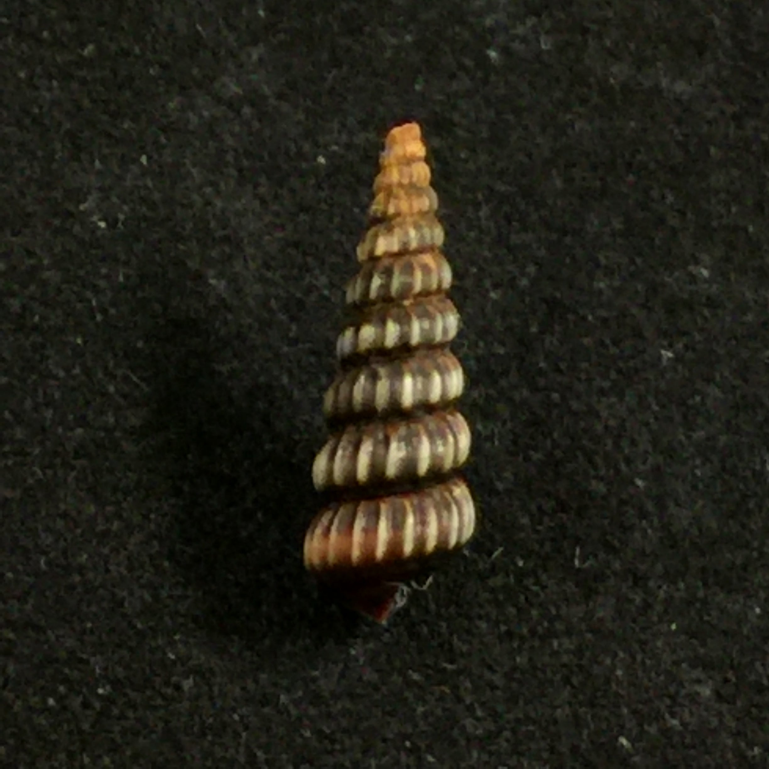 Cerithideopsis costata (da Costa, 1778) - 13,5mm