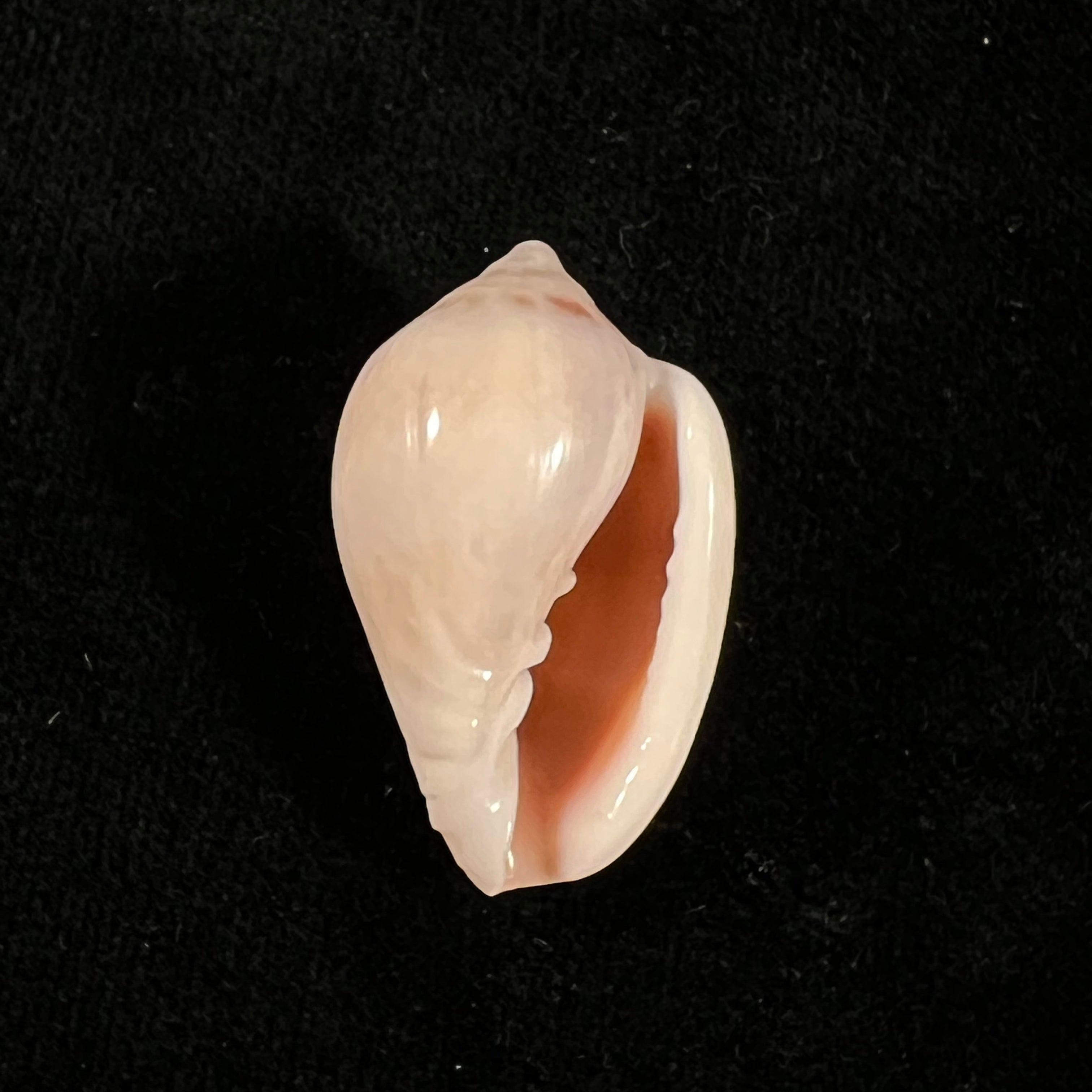 Marginella glabella (Linnaeus, 1758) - 33,1mm