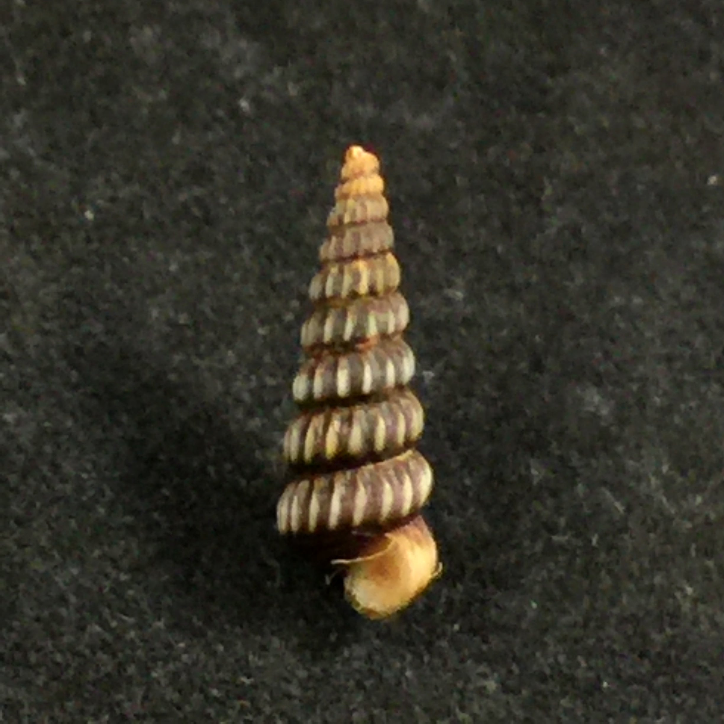 Cerithideopsis costata (da Costa, 1778) - 13,5mm