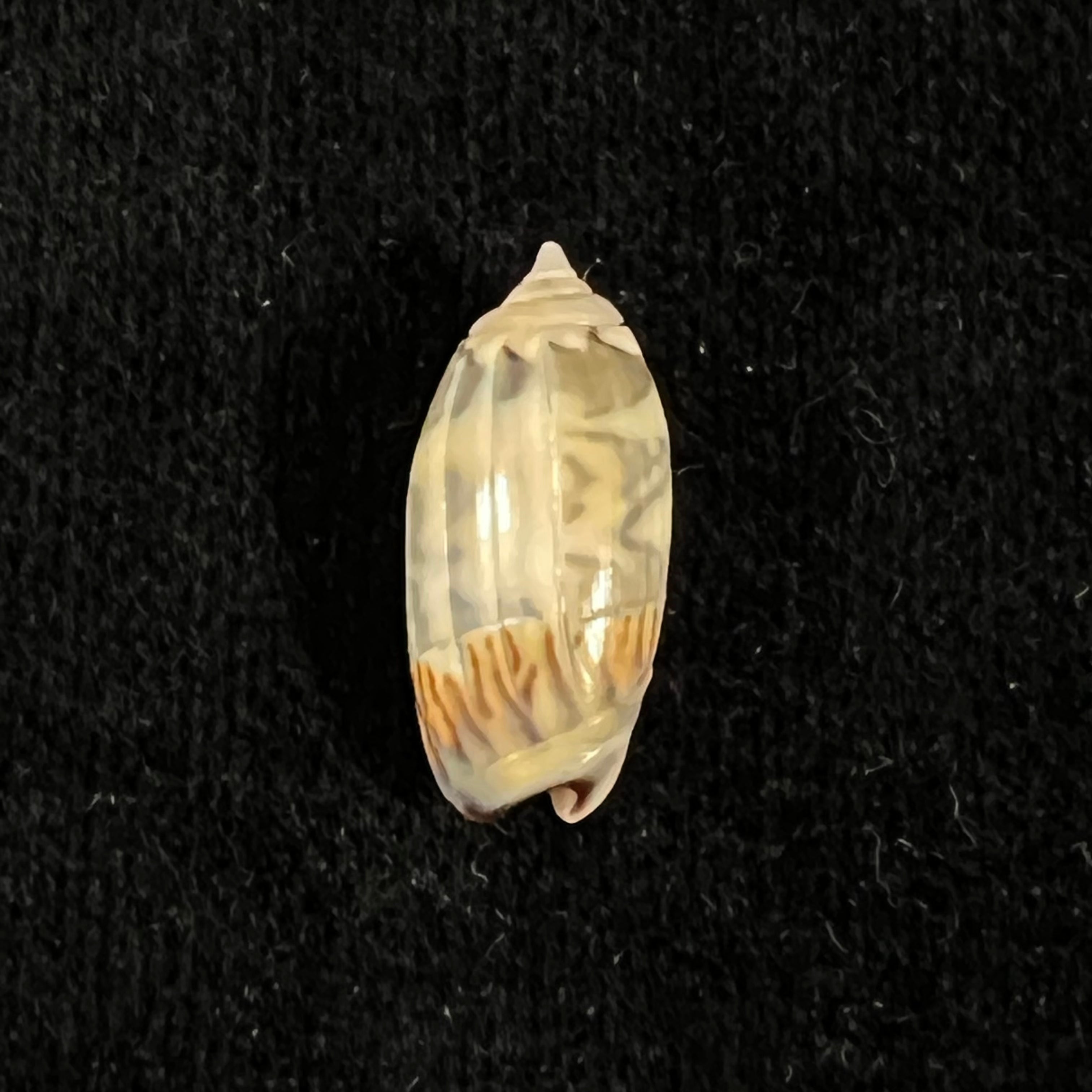 Oliva undatella ecuadoriana Petuch & Sargent, 1986 - 18,9毫米