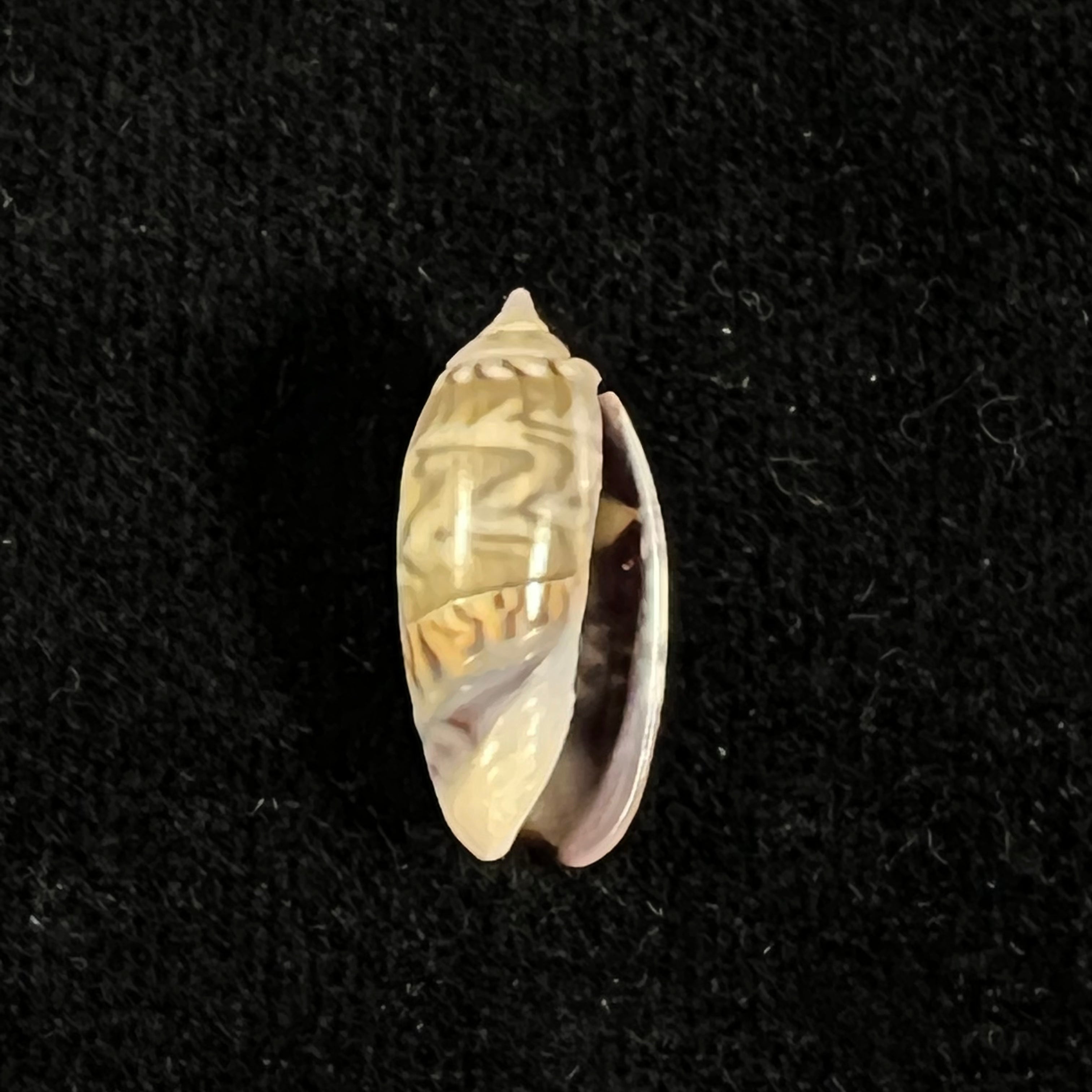 Oliva undatella ecuadoriana Petuch & Sargent, 1986 - 18,9毫米