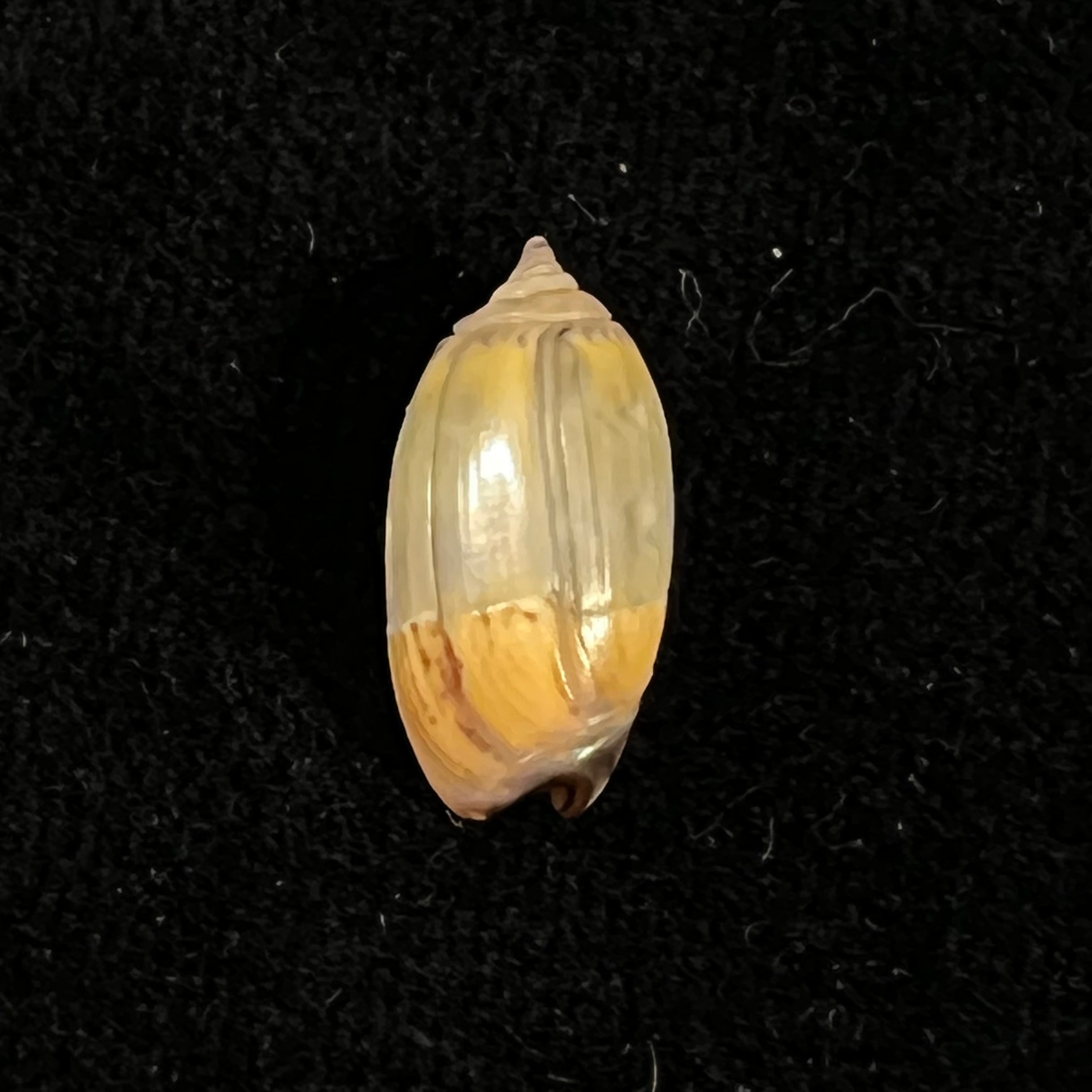 Oliva undatella ecuadoriana Petuch & Sargent, 1986 - 16,4mm