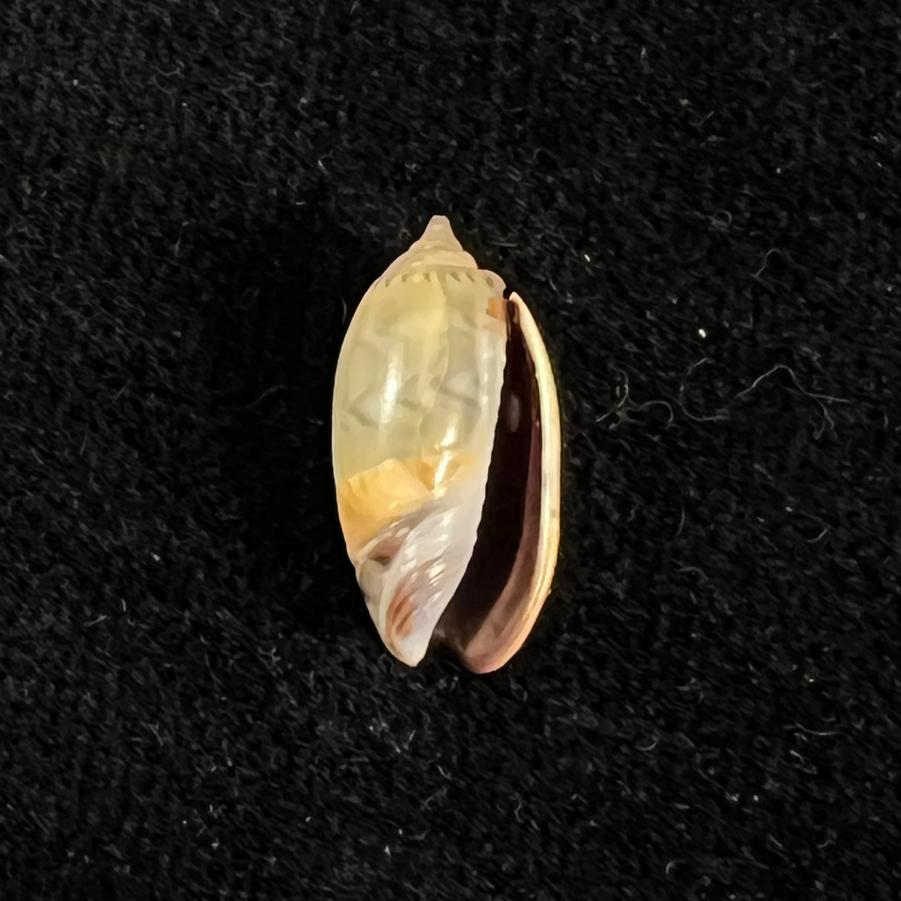 Oliva undatella ecuadoriana Petuch & Sargent, 1986 - 16,4mm