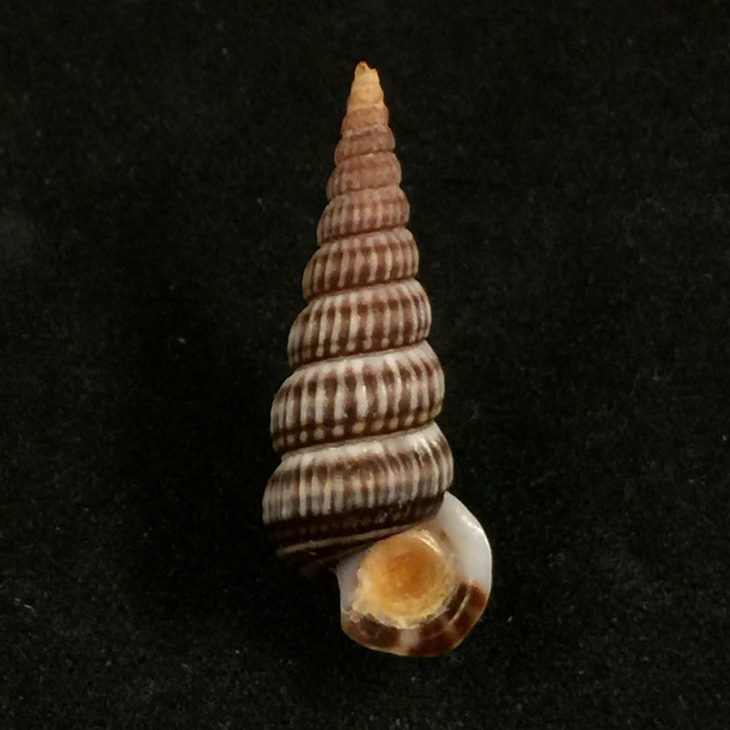 Cerithidea scalariformis (Say, 1825) - 25,1mm