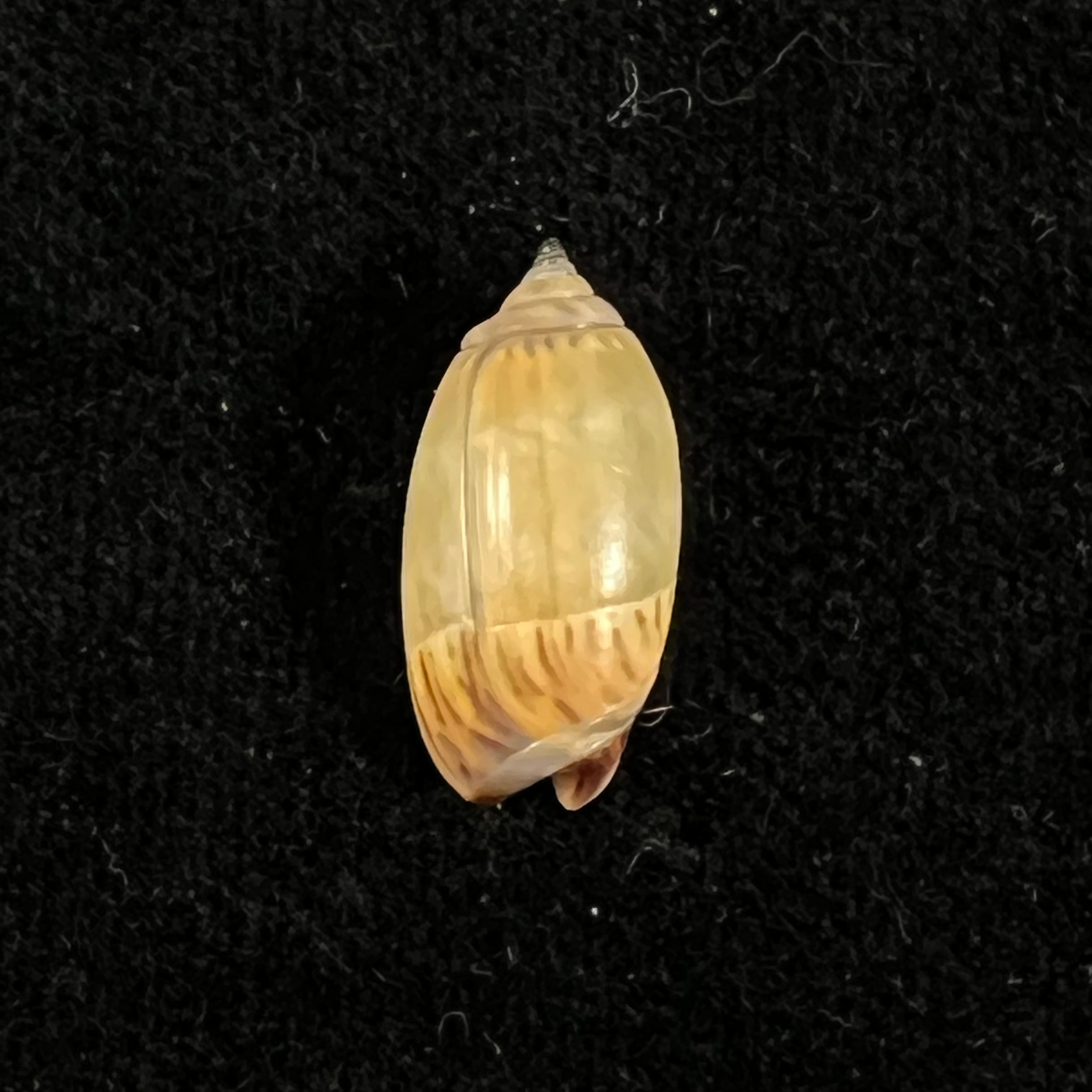 Oliva undatella ecuadoriana Petuch & Sargent, 1986 - 17,9毫米
