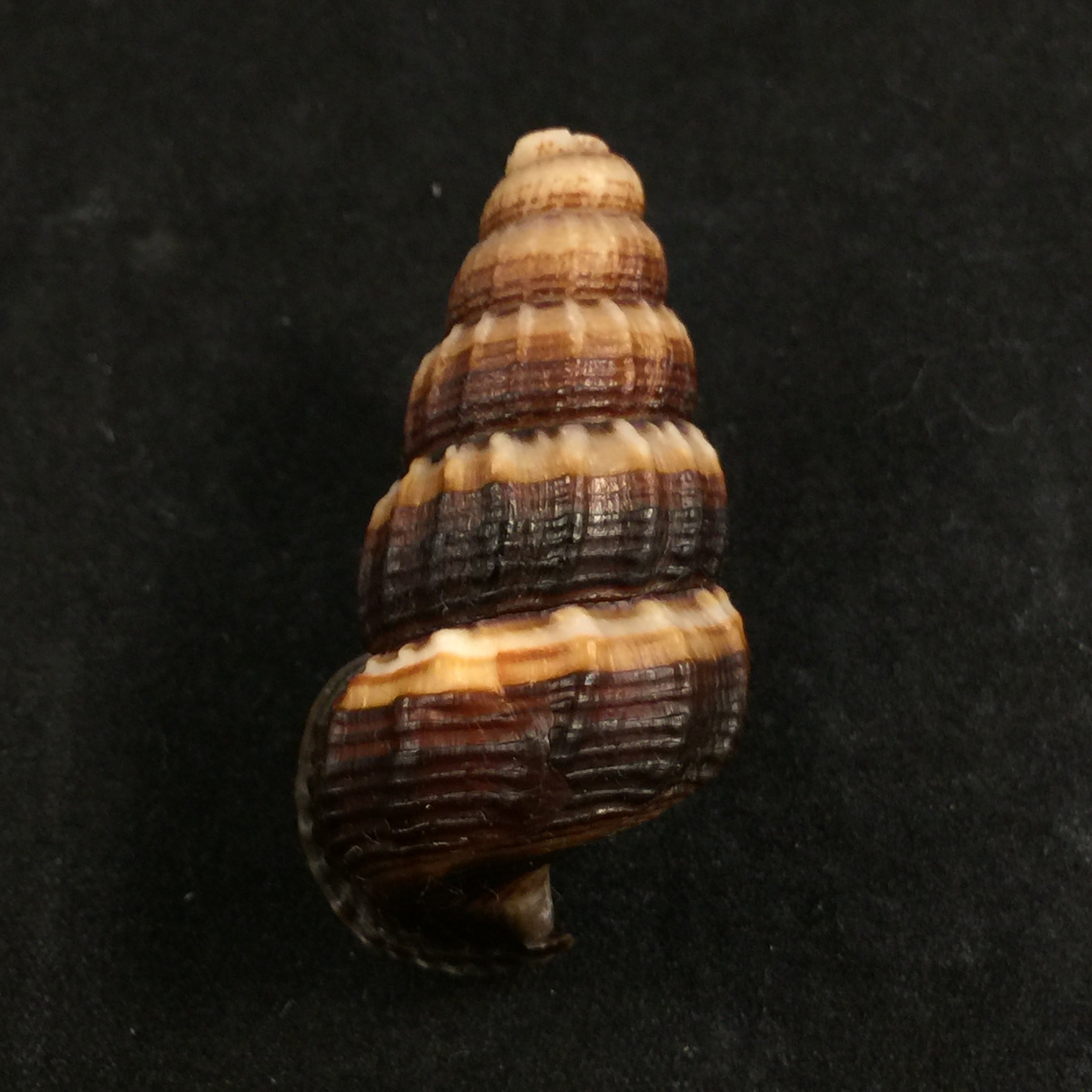 Cerithidea obtusa (拉马克, 1822) - 43,4mm