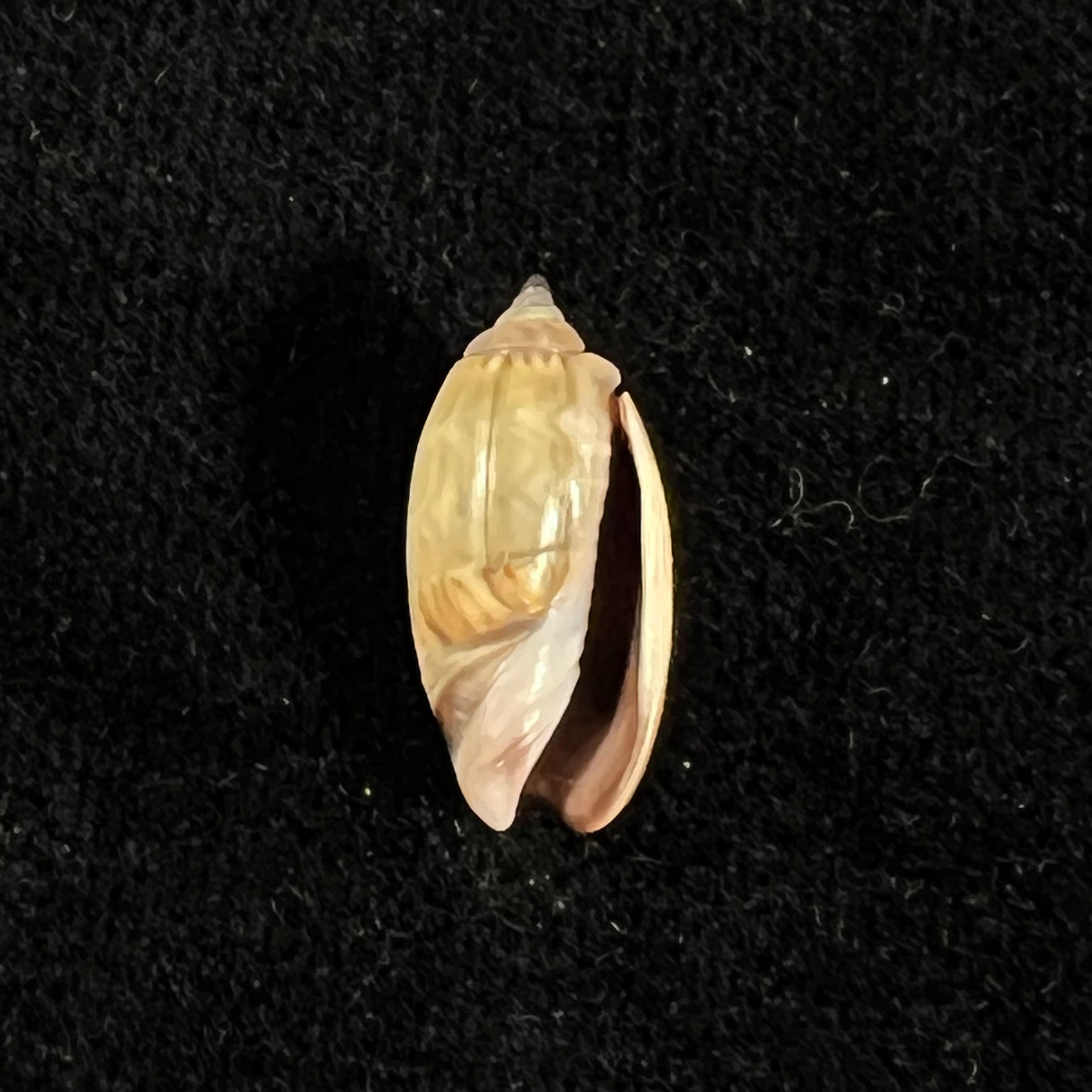 Oliva undatella ecuadoriana Petuch & Sargent, 1986 - 17,9毫米