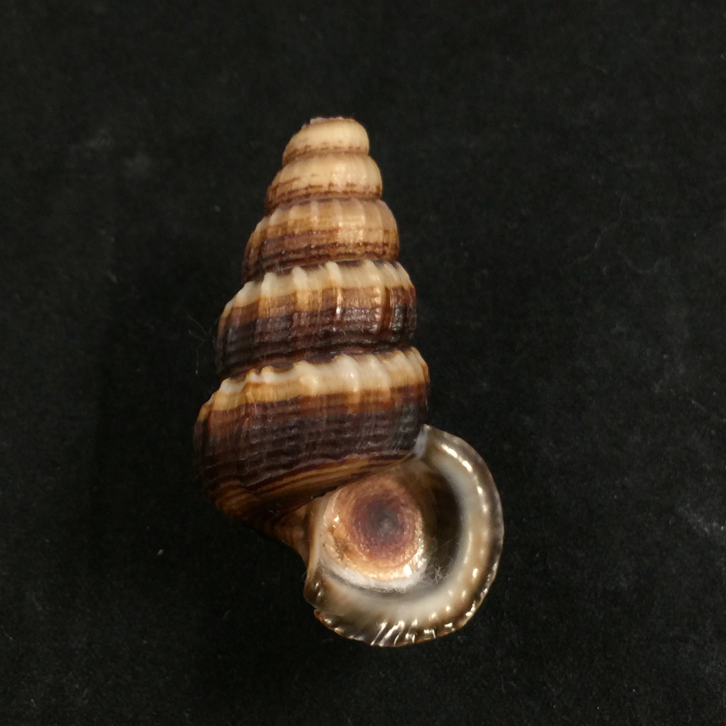Cerithidea obtusa (拉马克, 1822) - 43,4mm