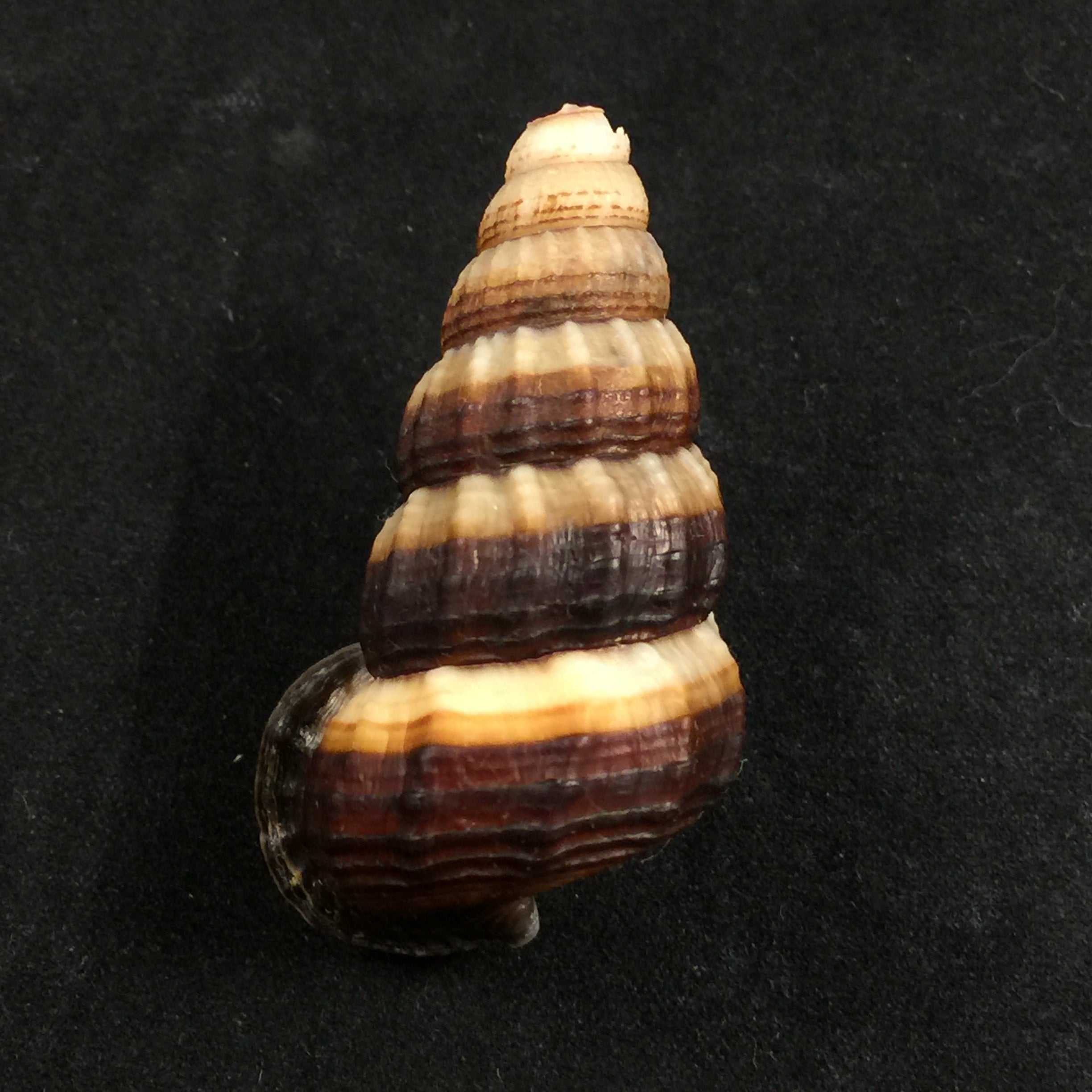 Cerithidea obtusa (拉马克, 1822) - 45,4mm