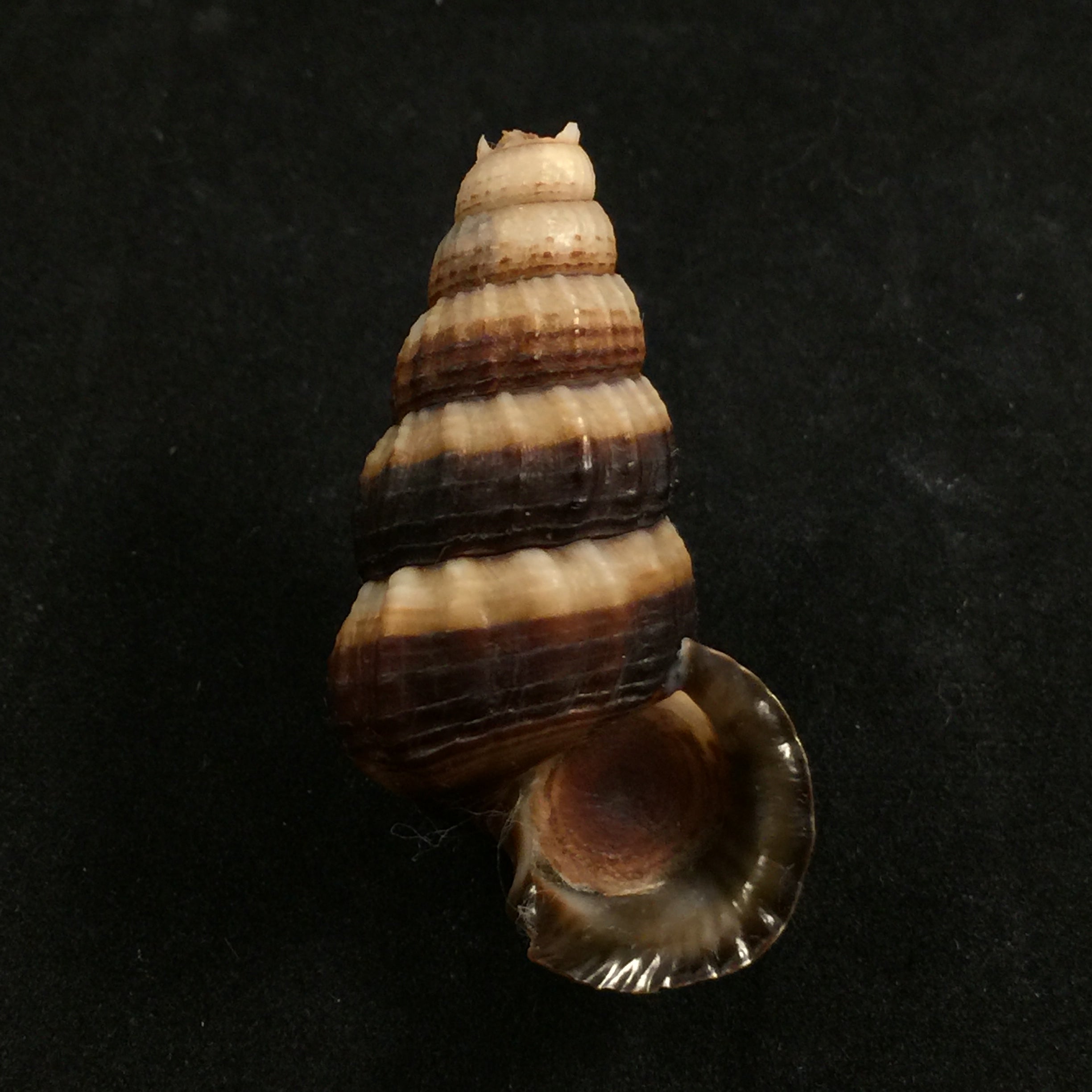 Cerithidea obtusa (拉马克, 1822) - 45,4mm