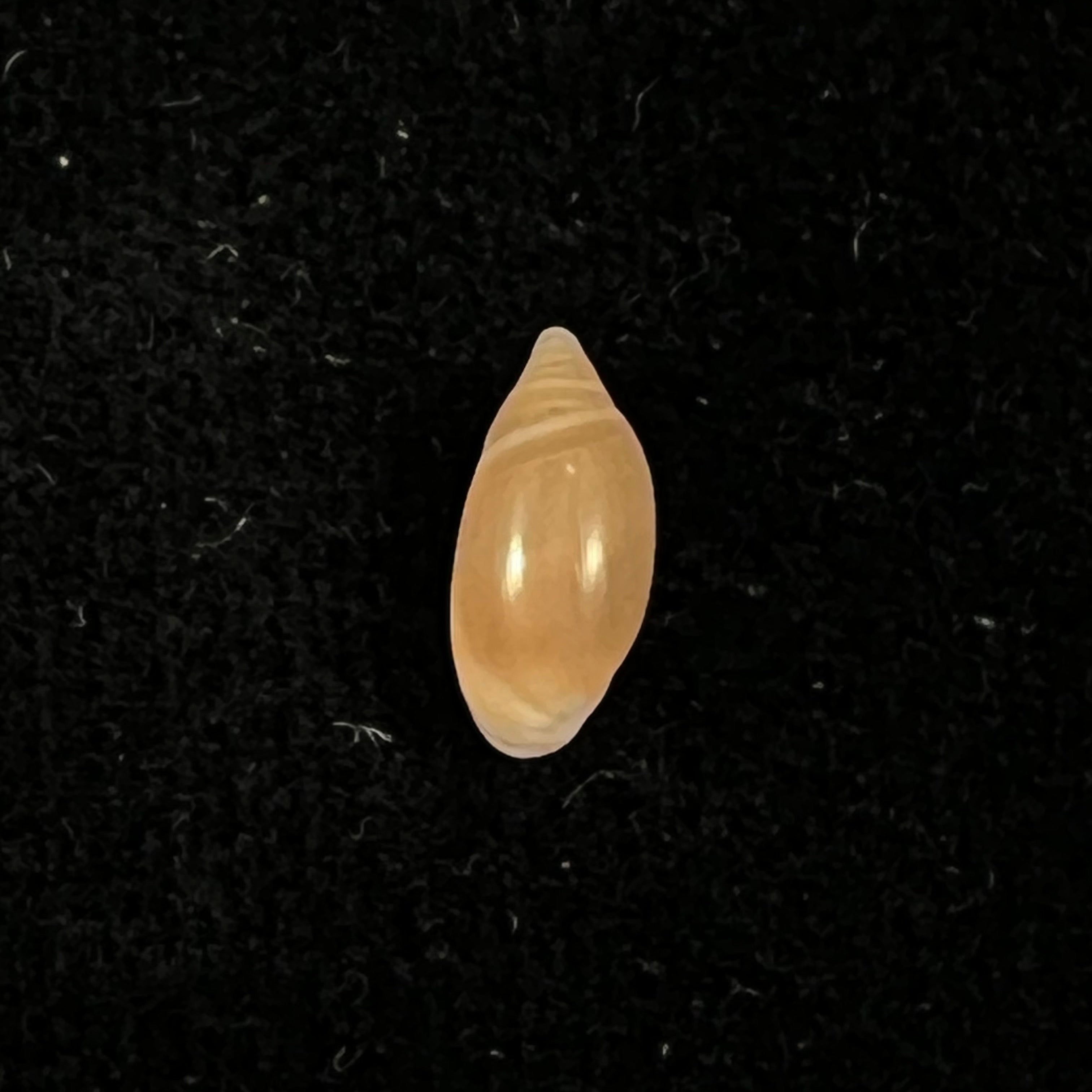 Amphorella melampoides (R. T. Lowe, 1831) - 9,6mm