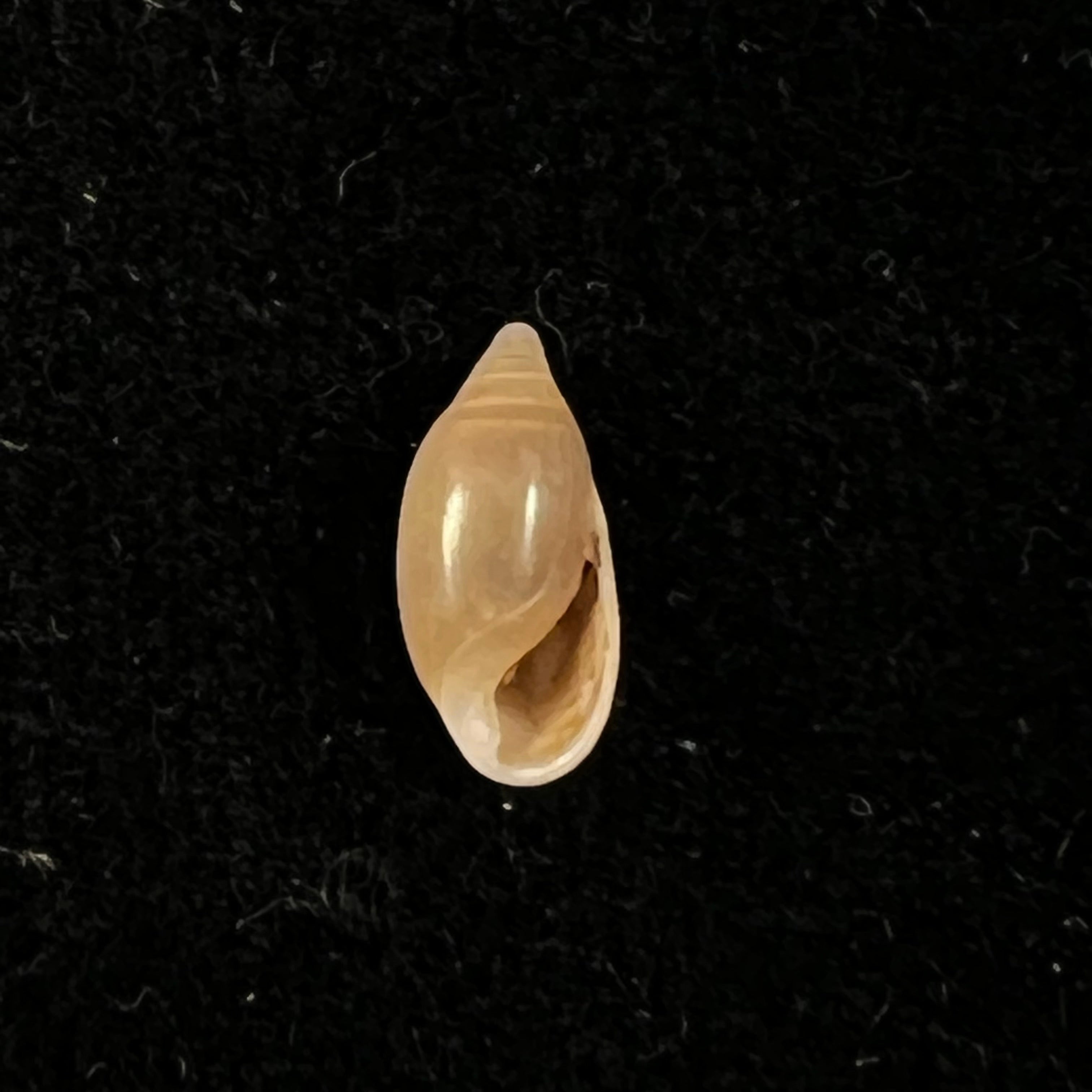 Amphorella melampoides (R. T. Lowe, 1831) - 9,6mm