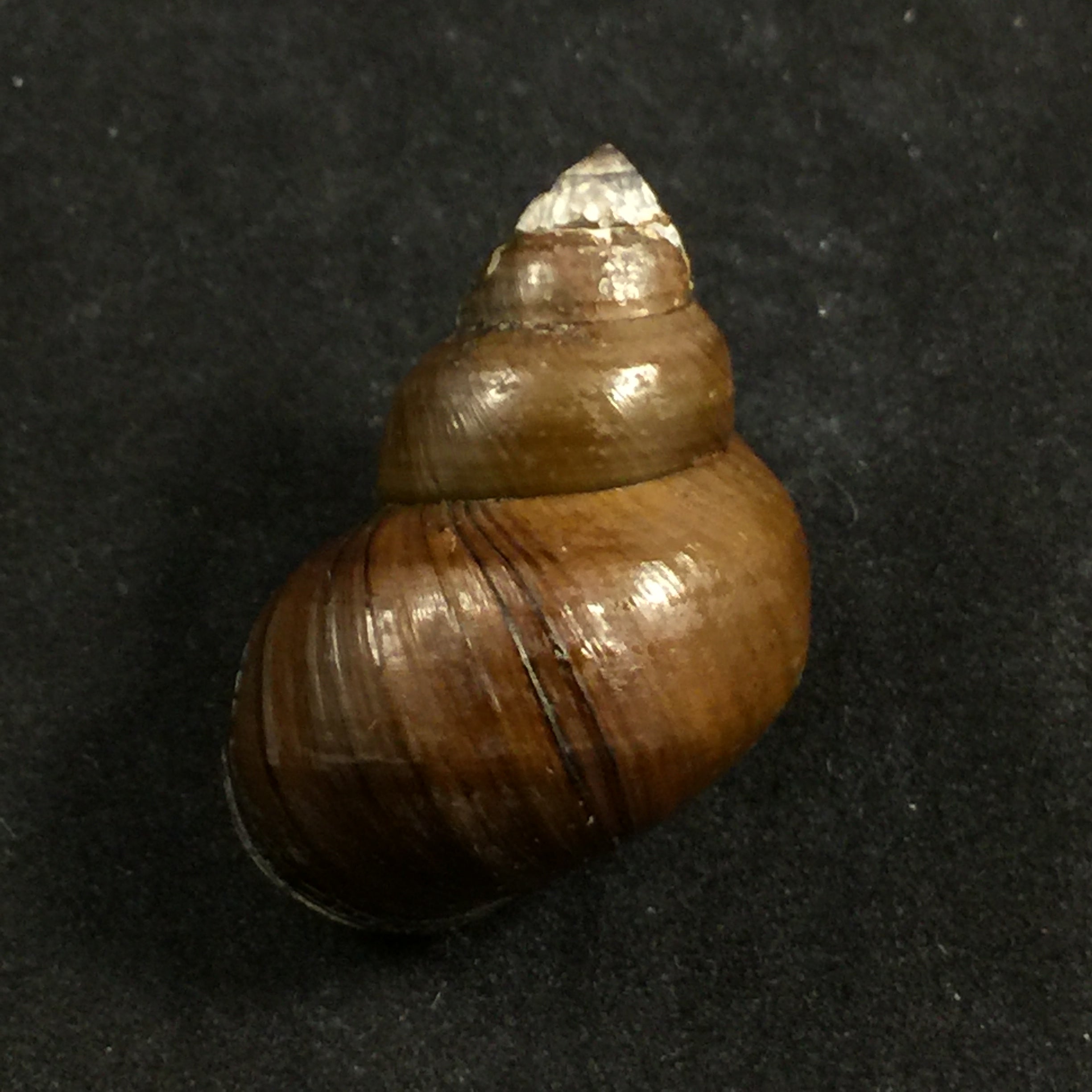 Filopaludina martensi martensi (Frauenfeld, 1865) - 38mm
