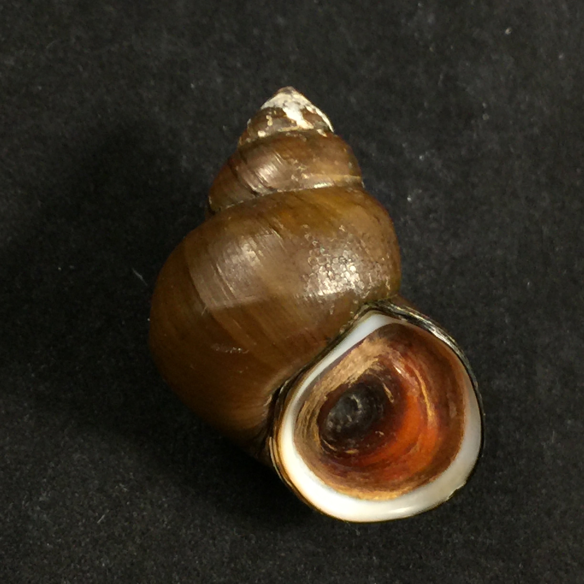 Filopaludina martensi martensi (Frauenfeld, 1865) - 38mm