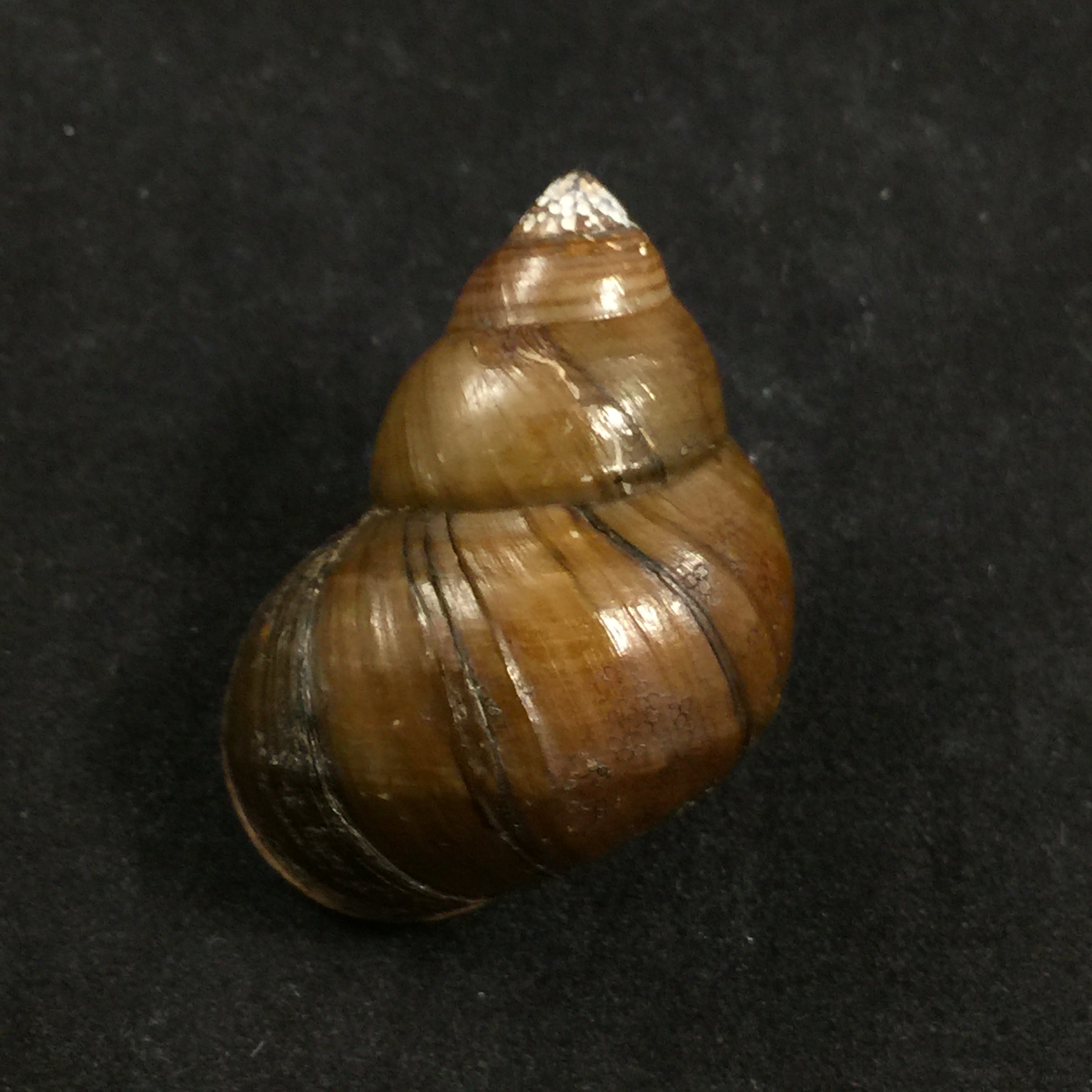 Filopaludina martensi martensi (Frauenfeld, 1865) - 38,7mm