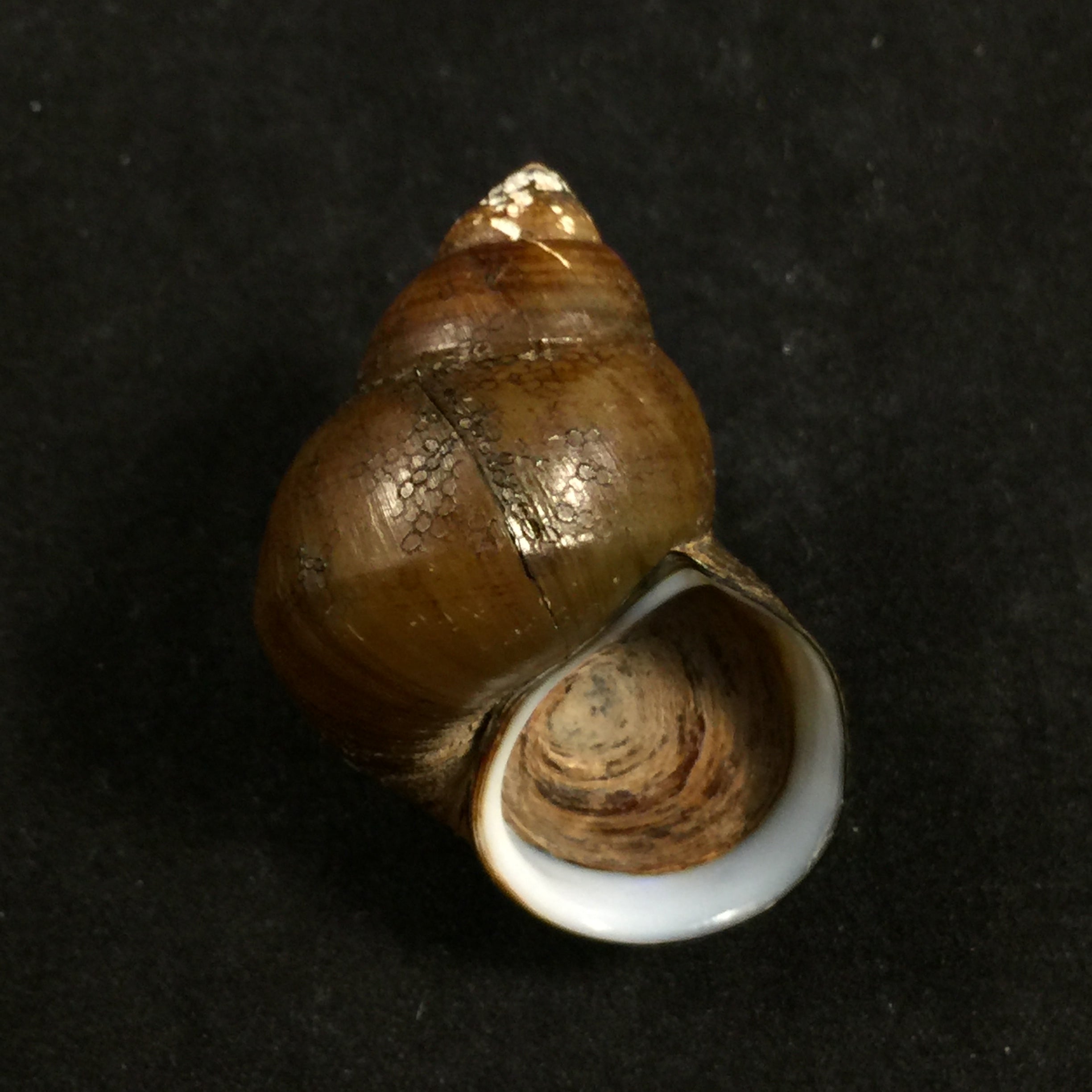 Filopaludina martensi martensi (Frauenfeld, 1865) - 38,7mm