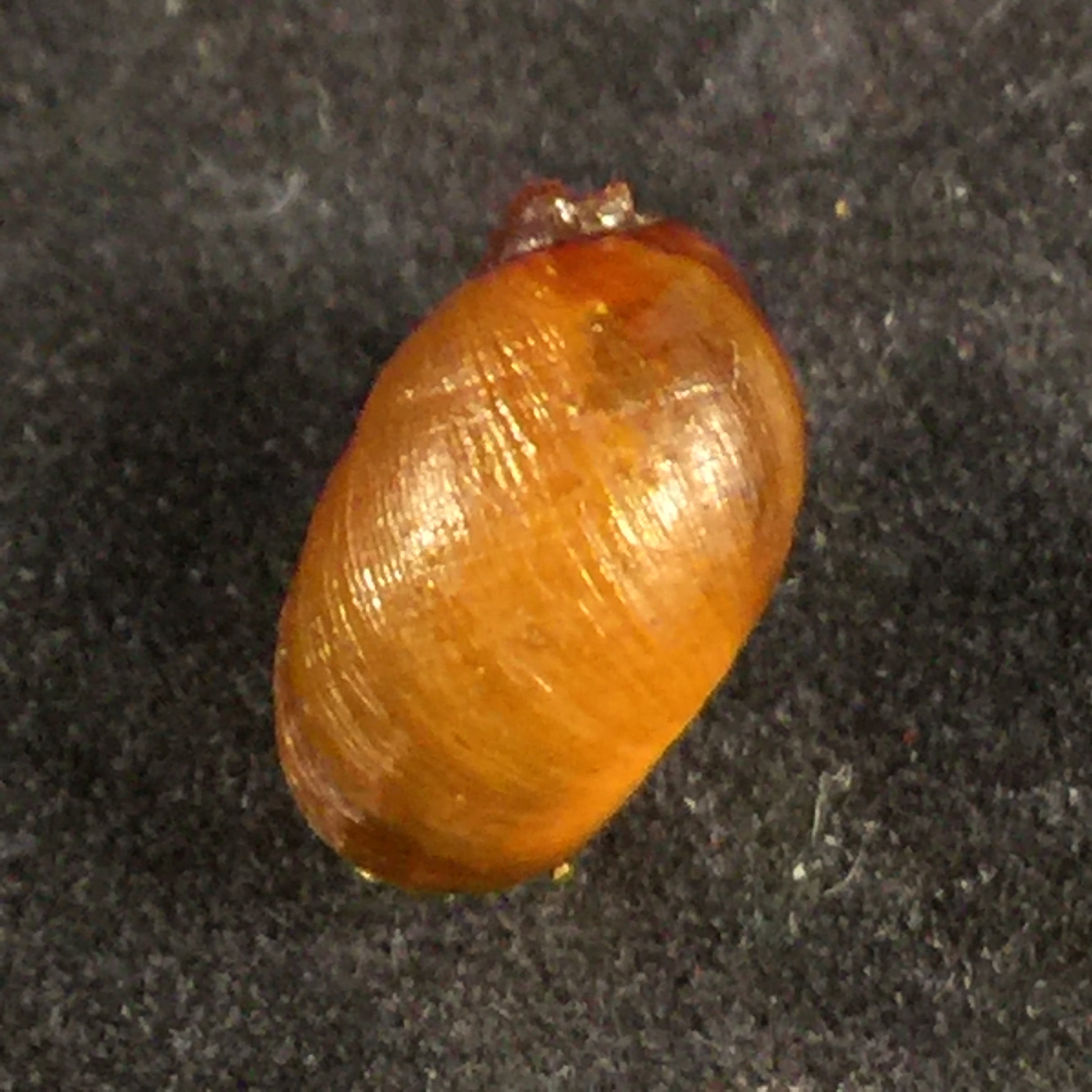 Chilina megastoma H. Scott, 1958 - 11,7毫米