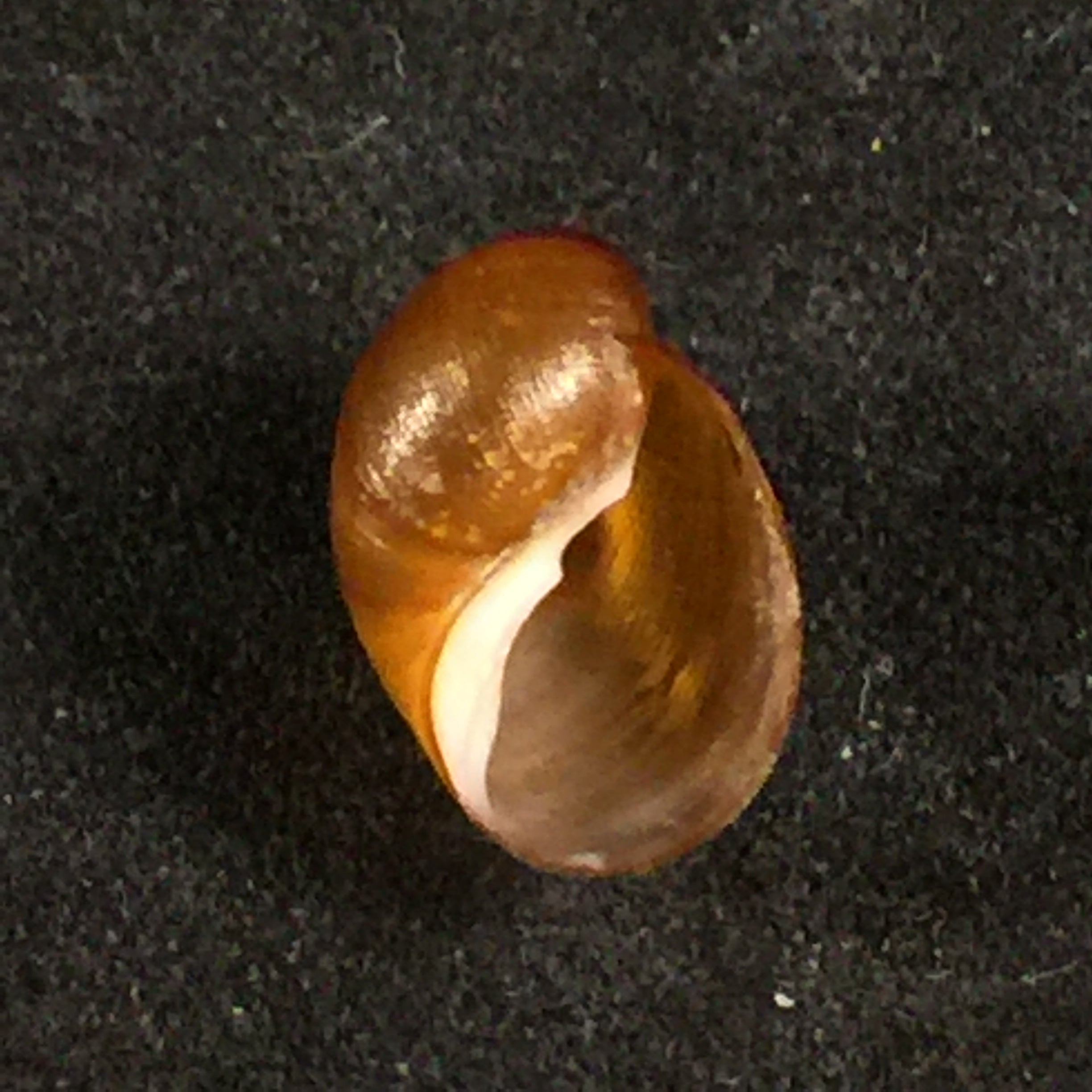 Chilina megastoma H. Scott, 1958 - 11,7毫米