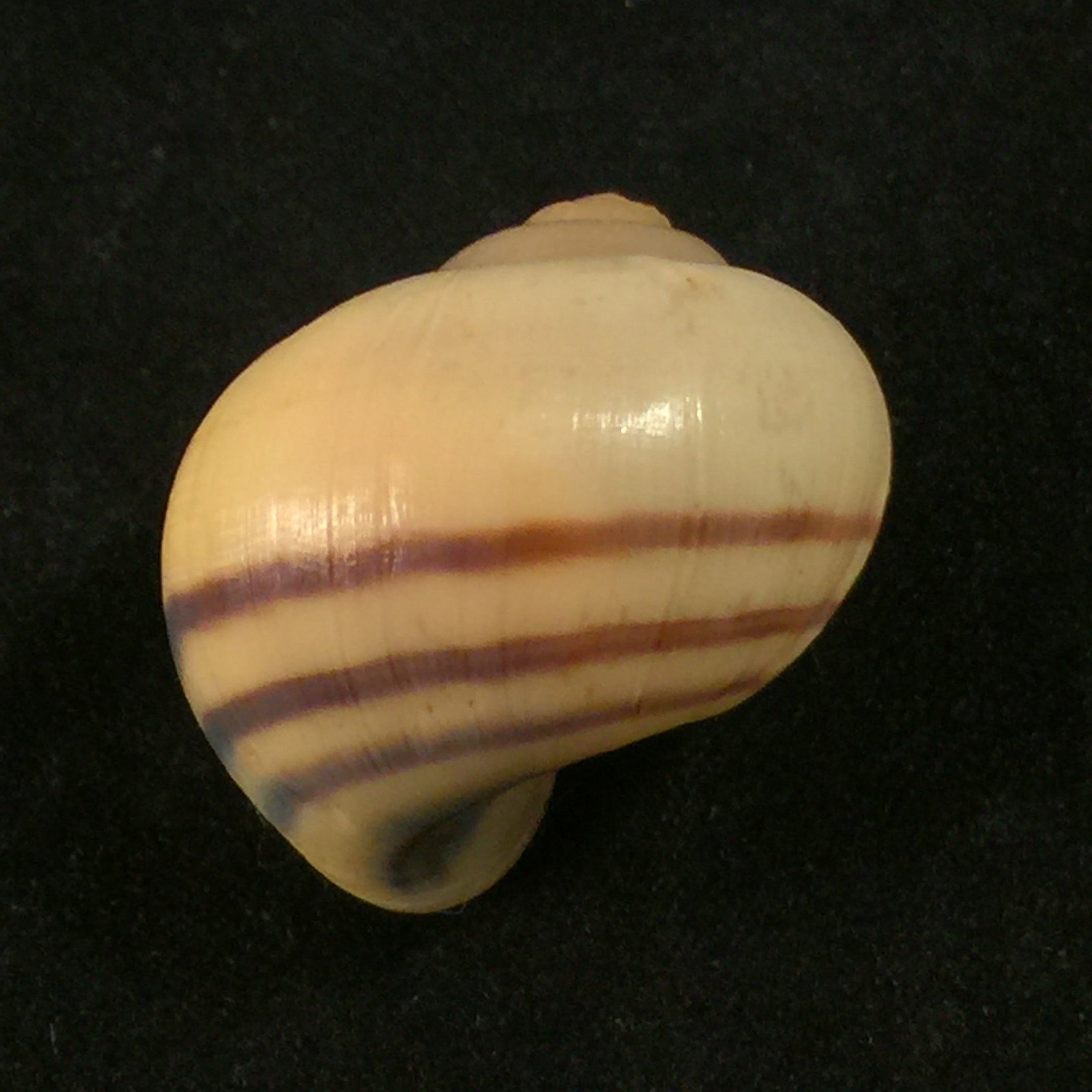 Pomacea minuscula Baker, 1930 - 25,8mm