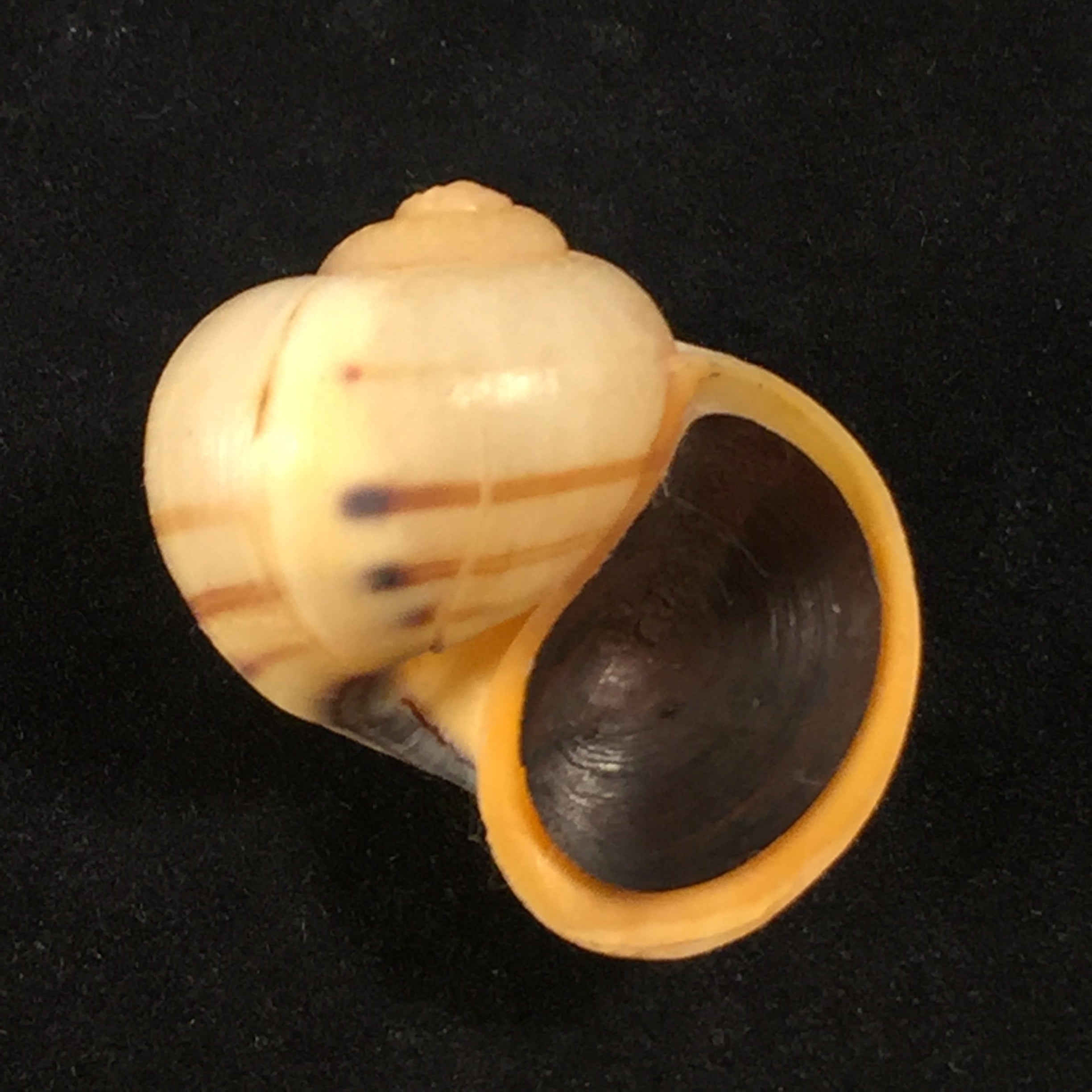 Pomacea minuscula Baker, 1930 - 25,8mm