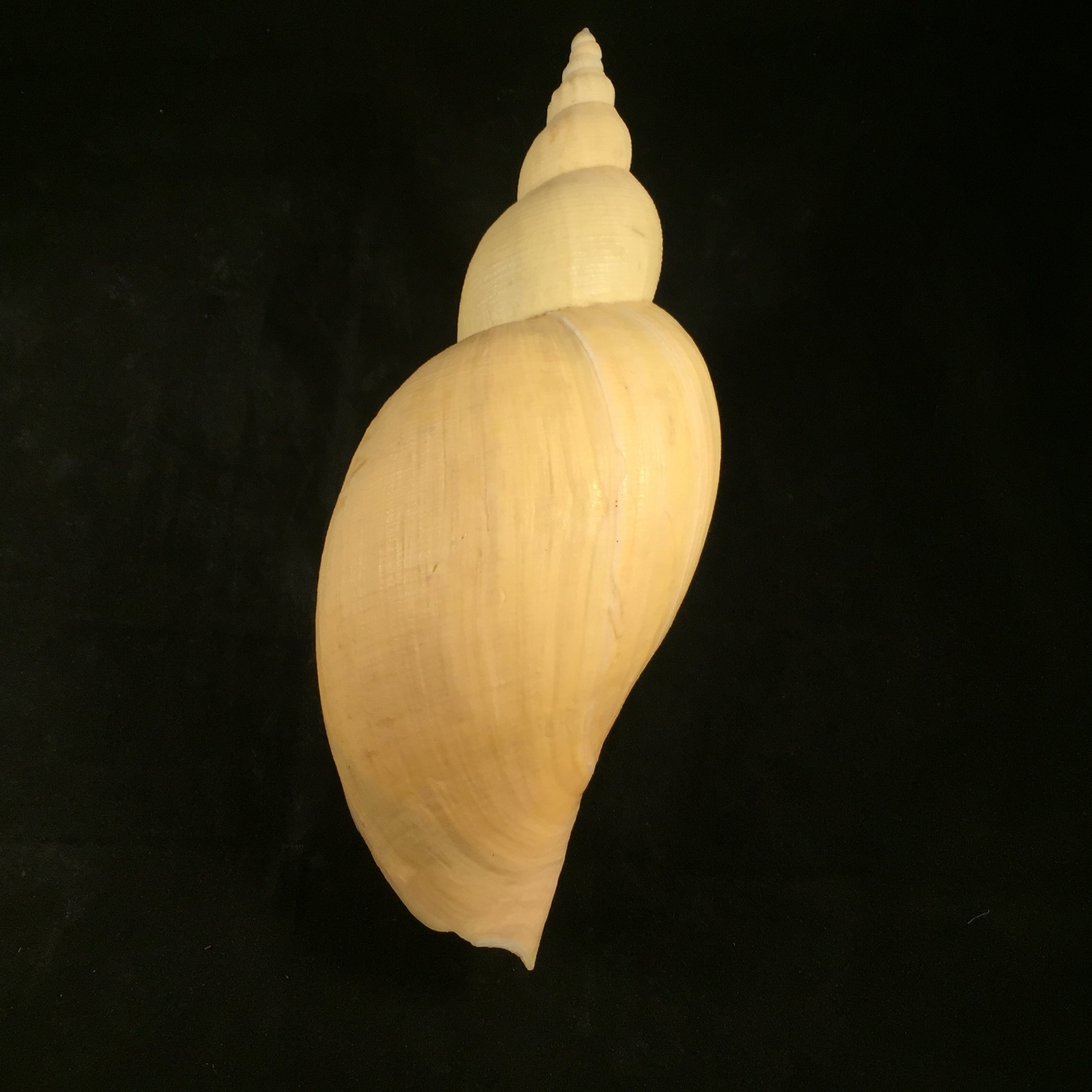 Adelomelon riosi Clench & Turner, 1964 - 177mm