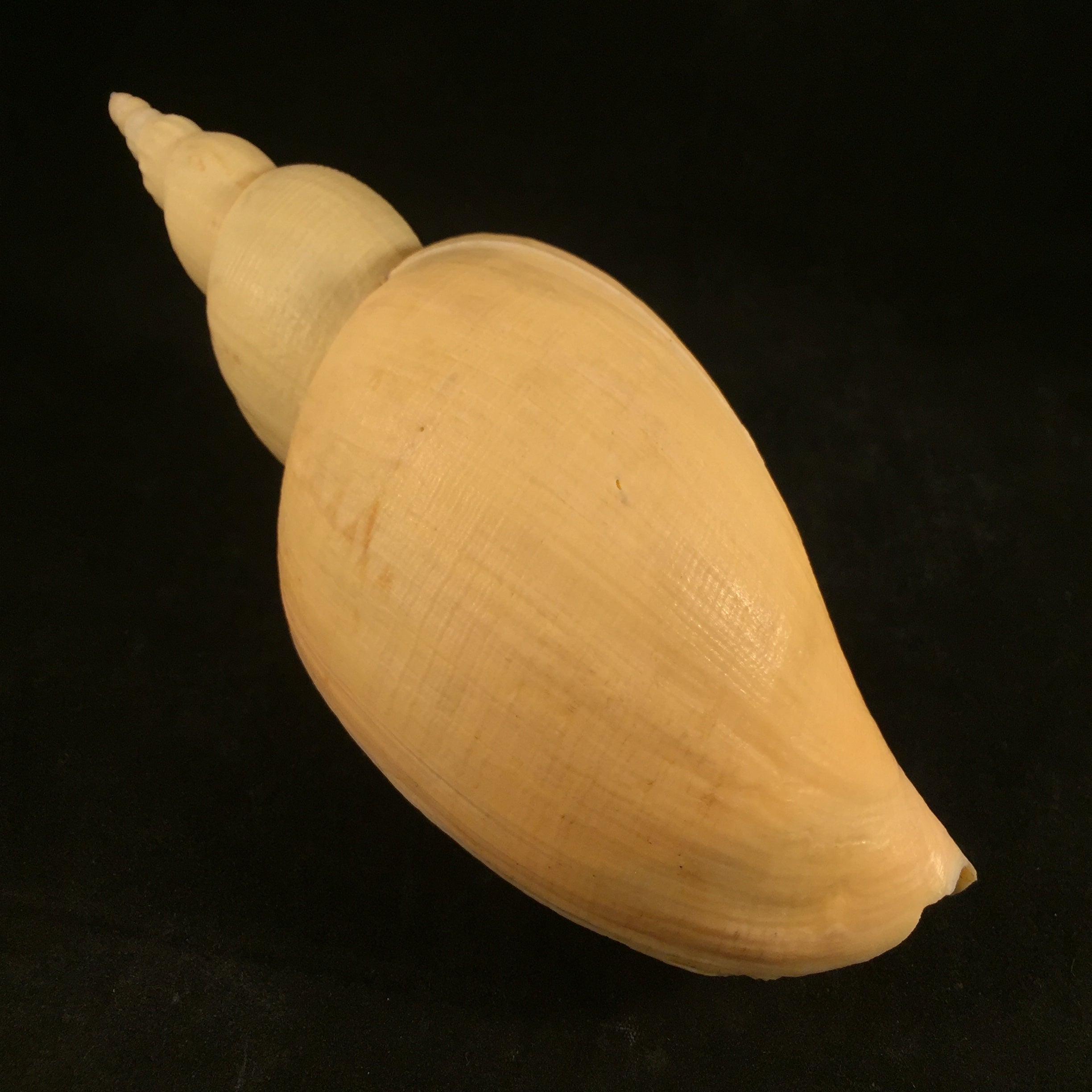 Adelomelon riosi Clench & Turner, 1964 - 177mm