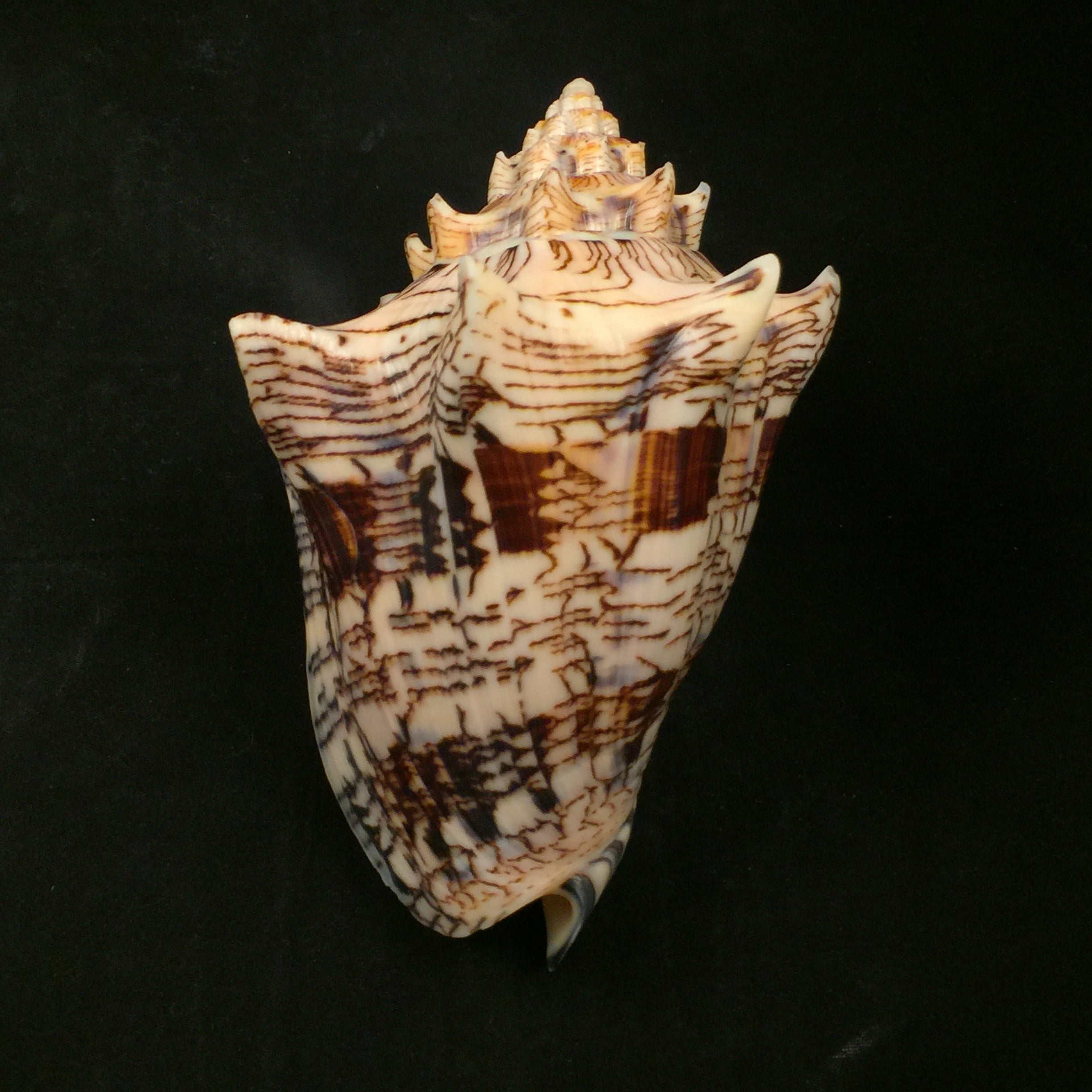 Voluta ebraea Linnaeus, 1758 - 143,2mm