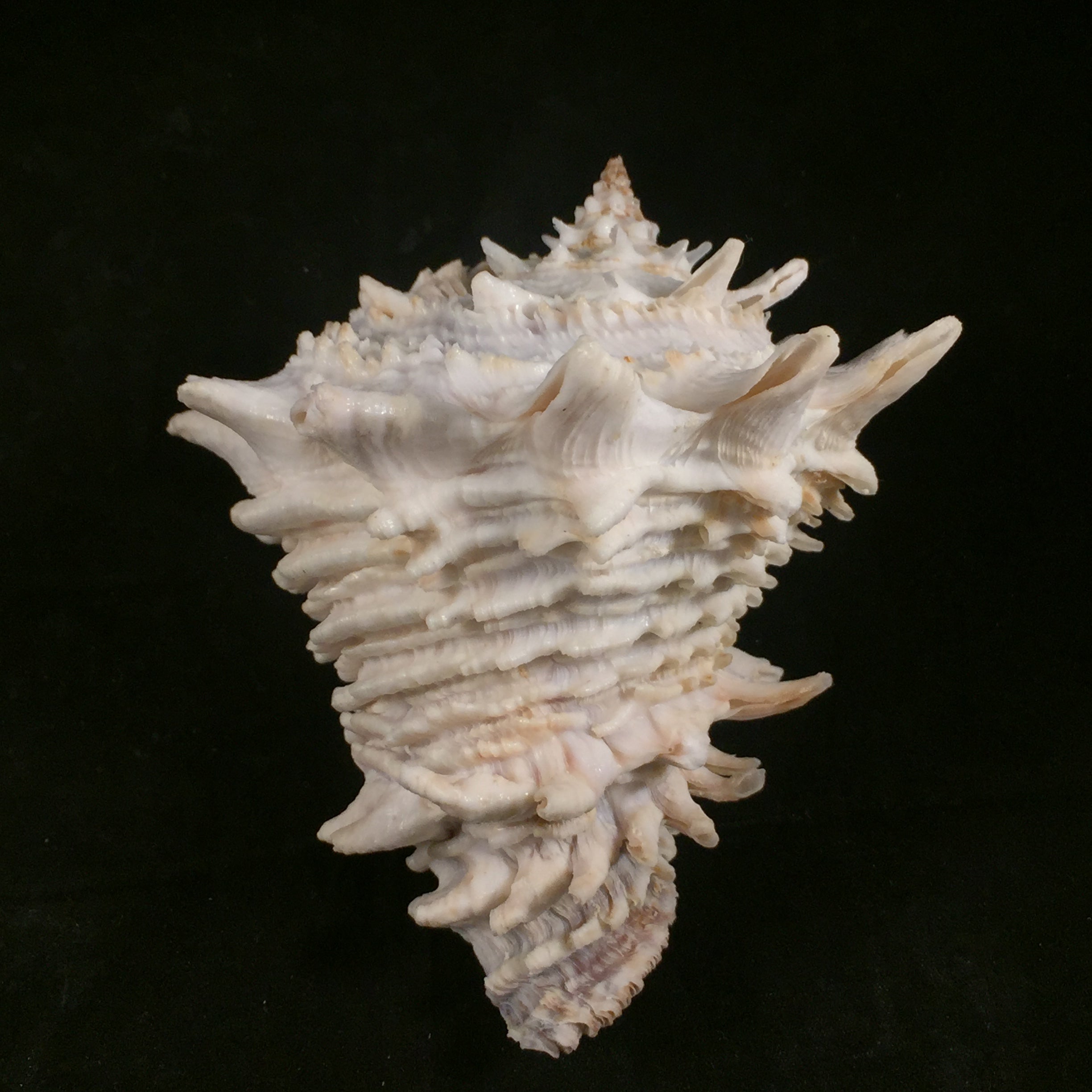 Aristovasum cassiforme (Kiener, 1840) - 107mm