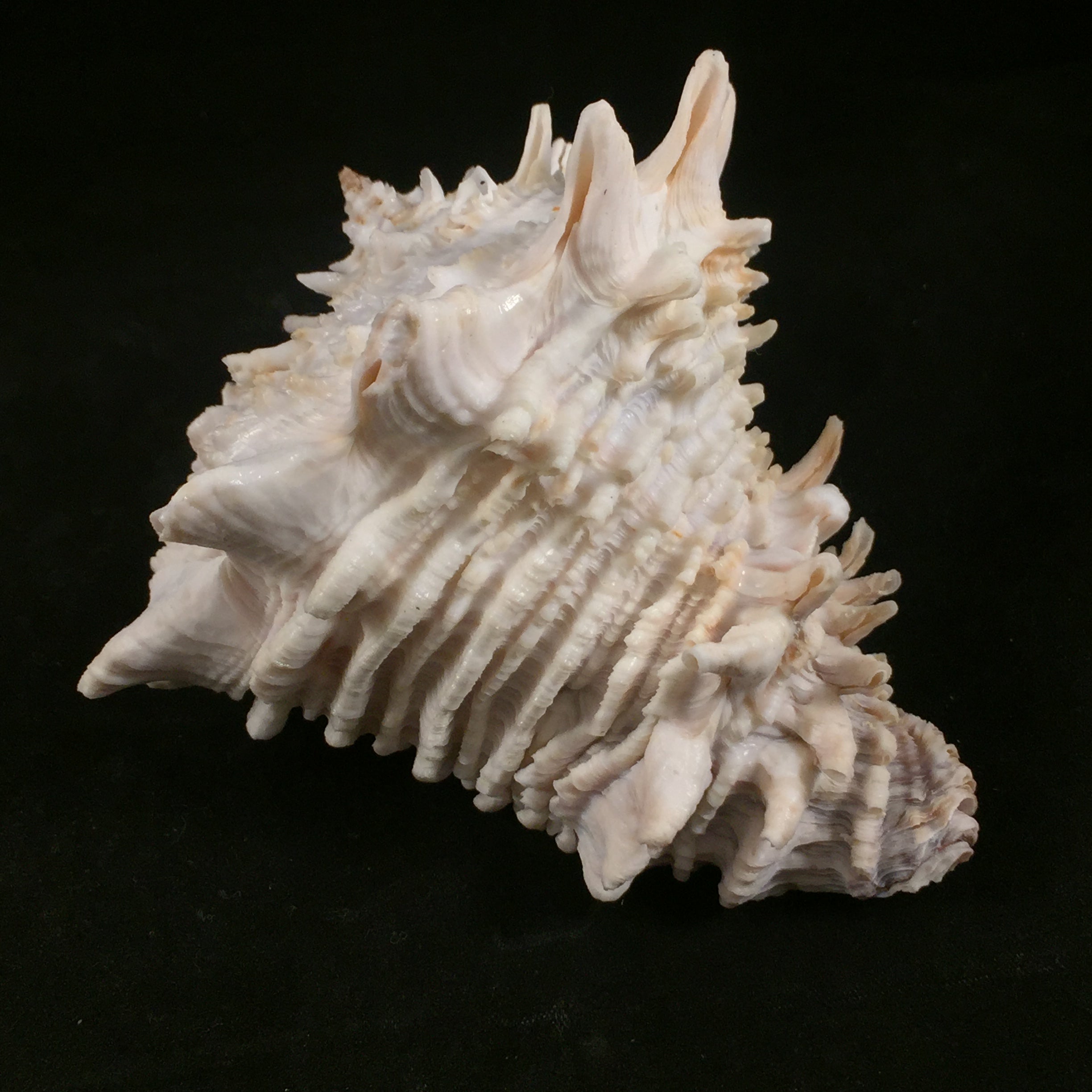 Aristovasum cassiforme (Kiener, 1840) - 107mm