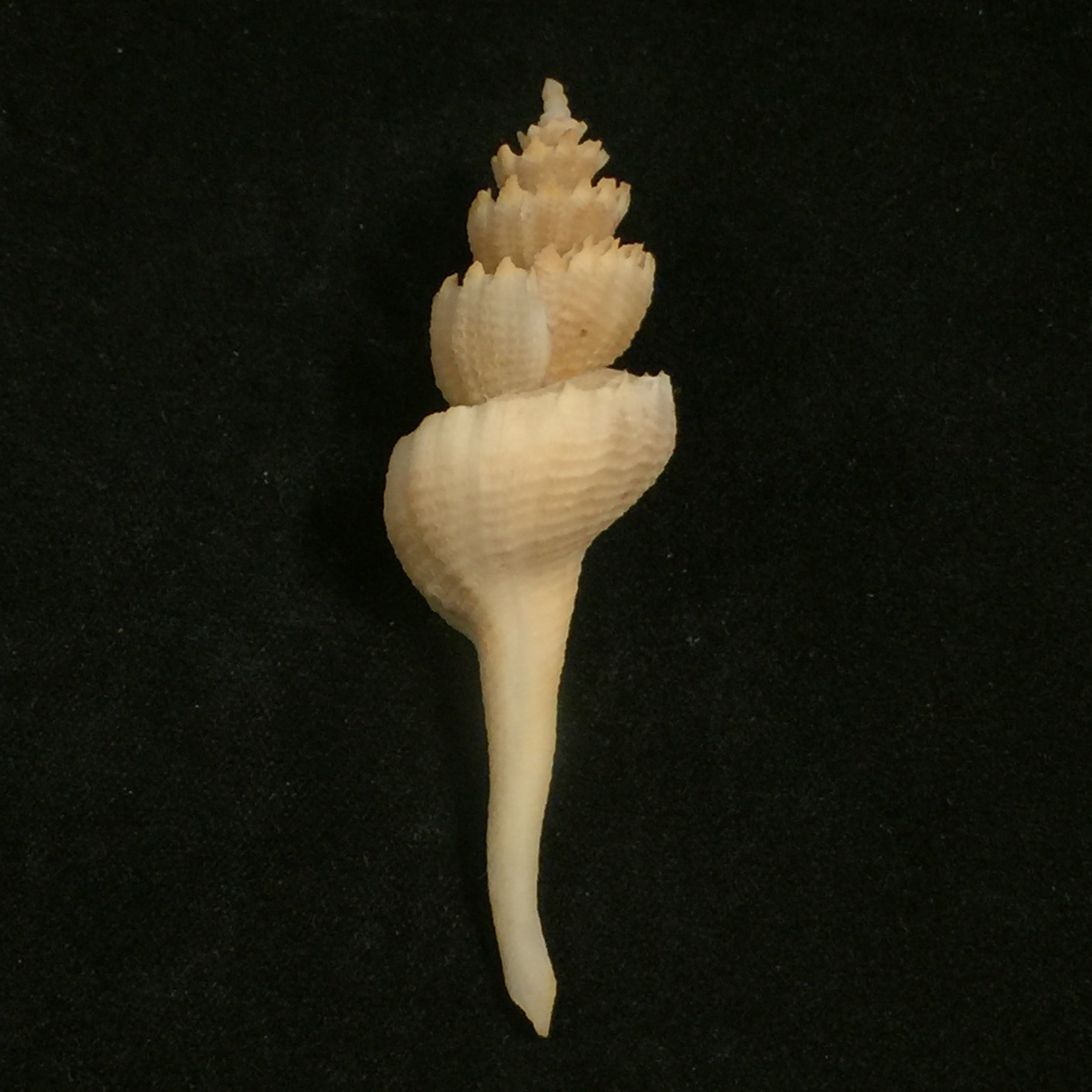 Corium elegans Simone, 1996 - 61,5mm