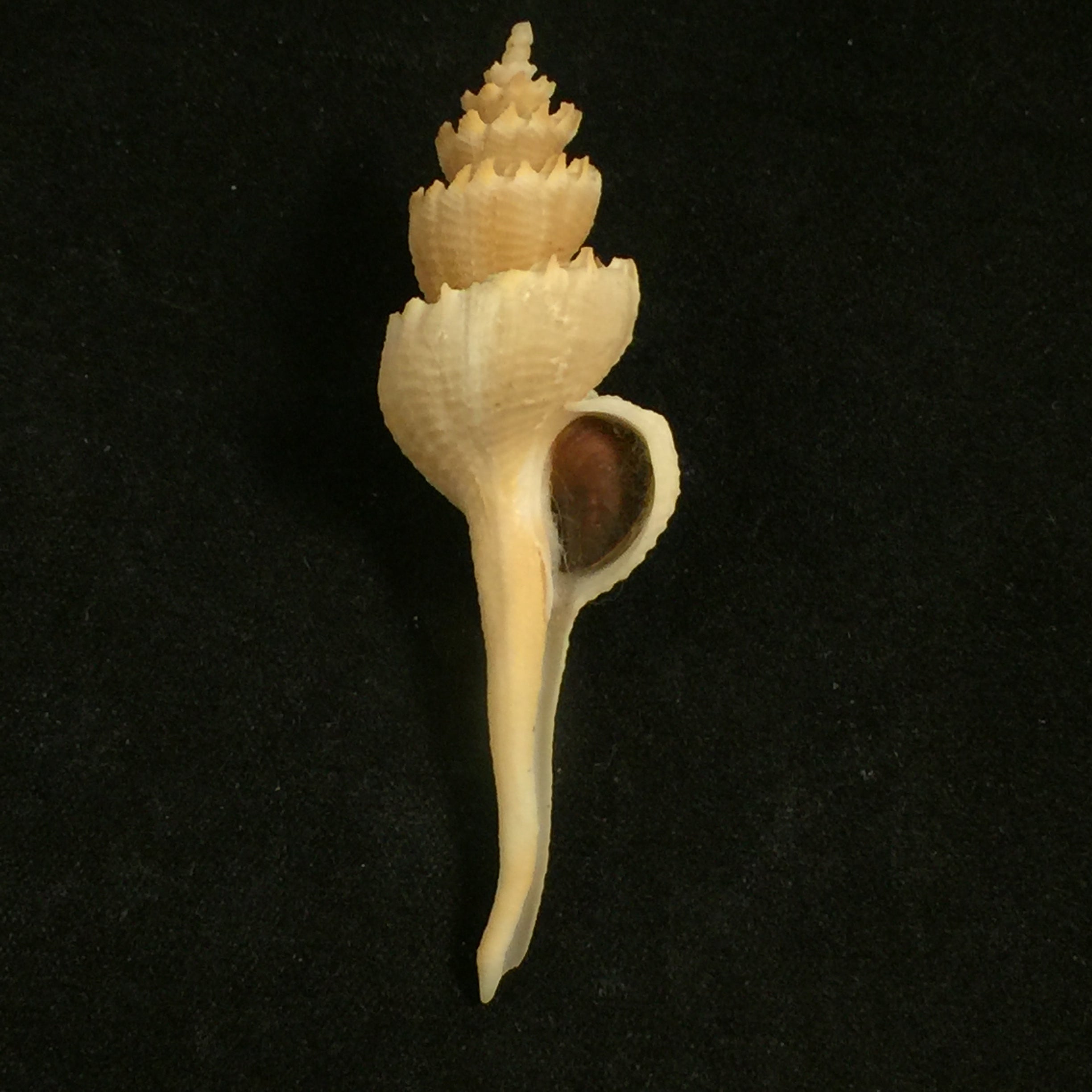 Corium elegans Simone, 1996 - 61,5mm