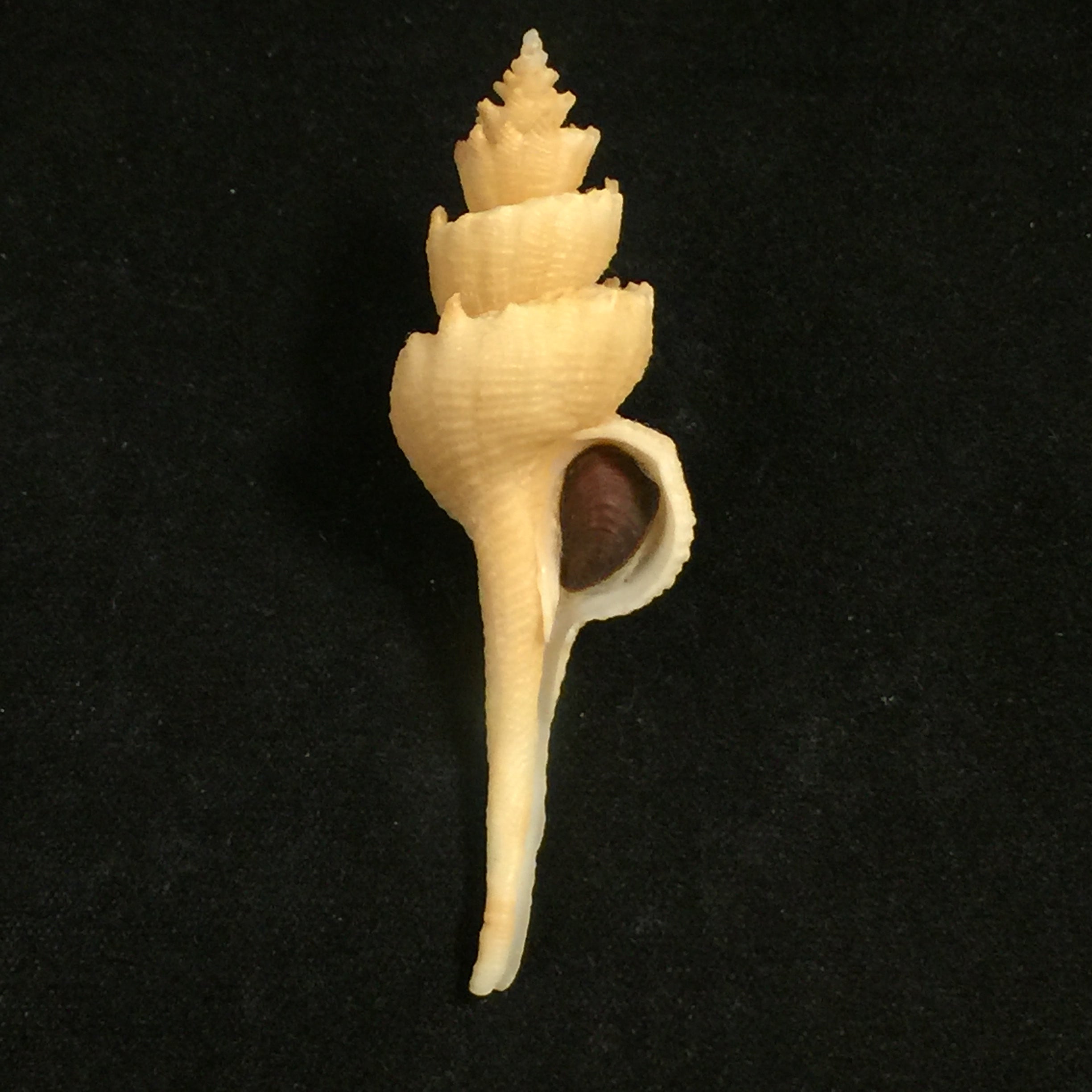 Corium elegans Simone, 1996 - 60,5mm