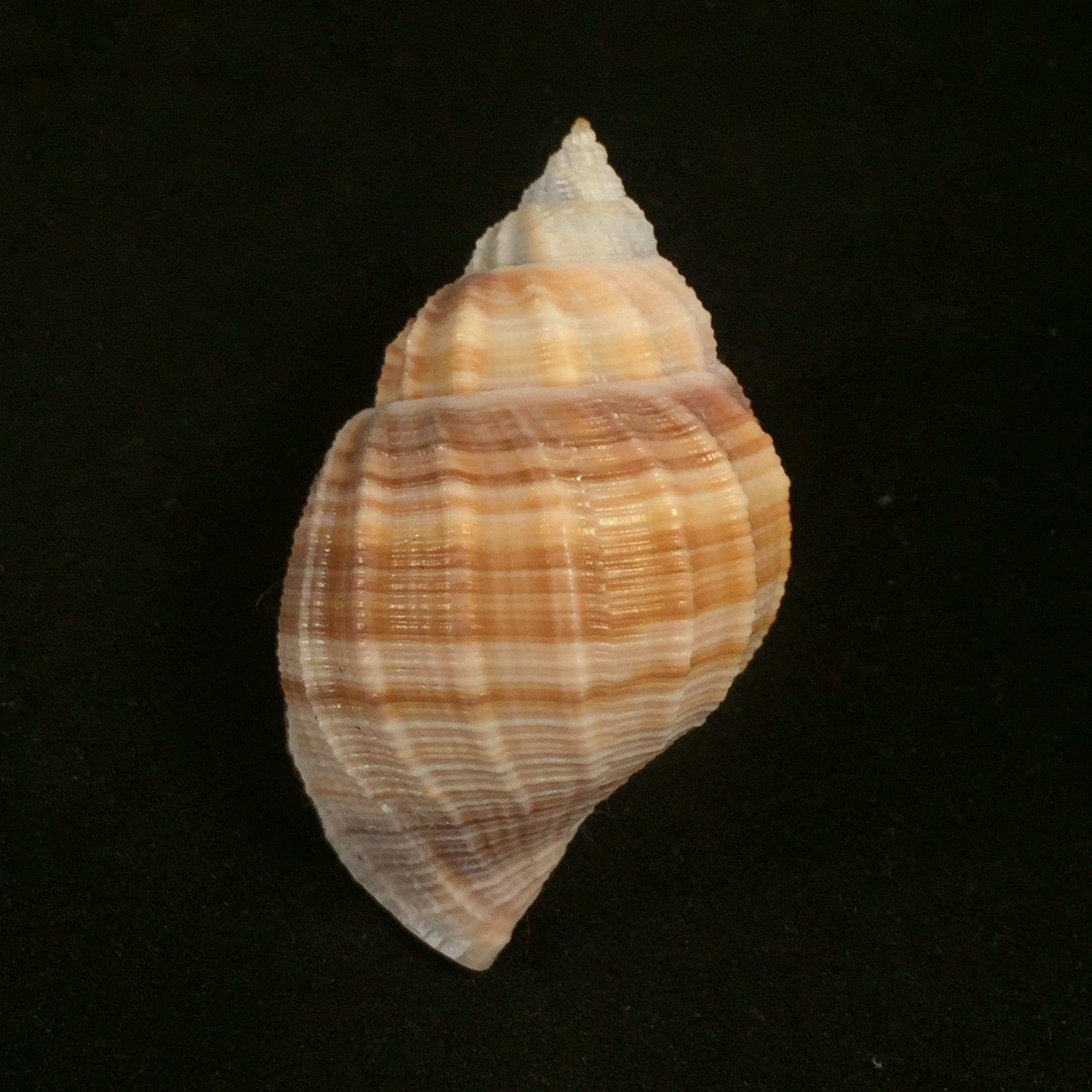 Euclia laurettae (Petit & Harasewych, 1998) - 49,3毫米