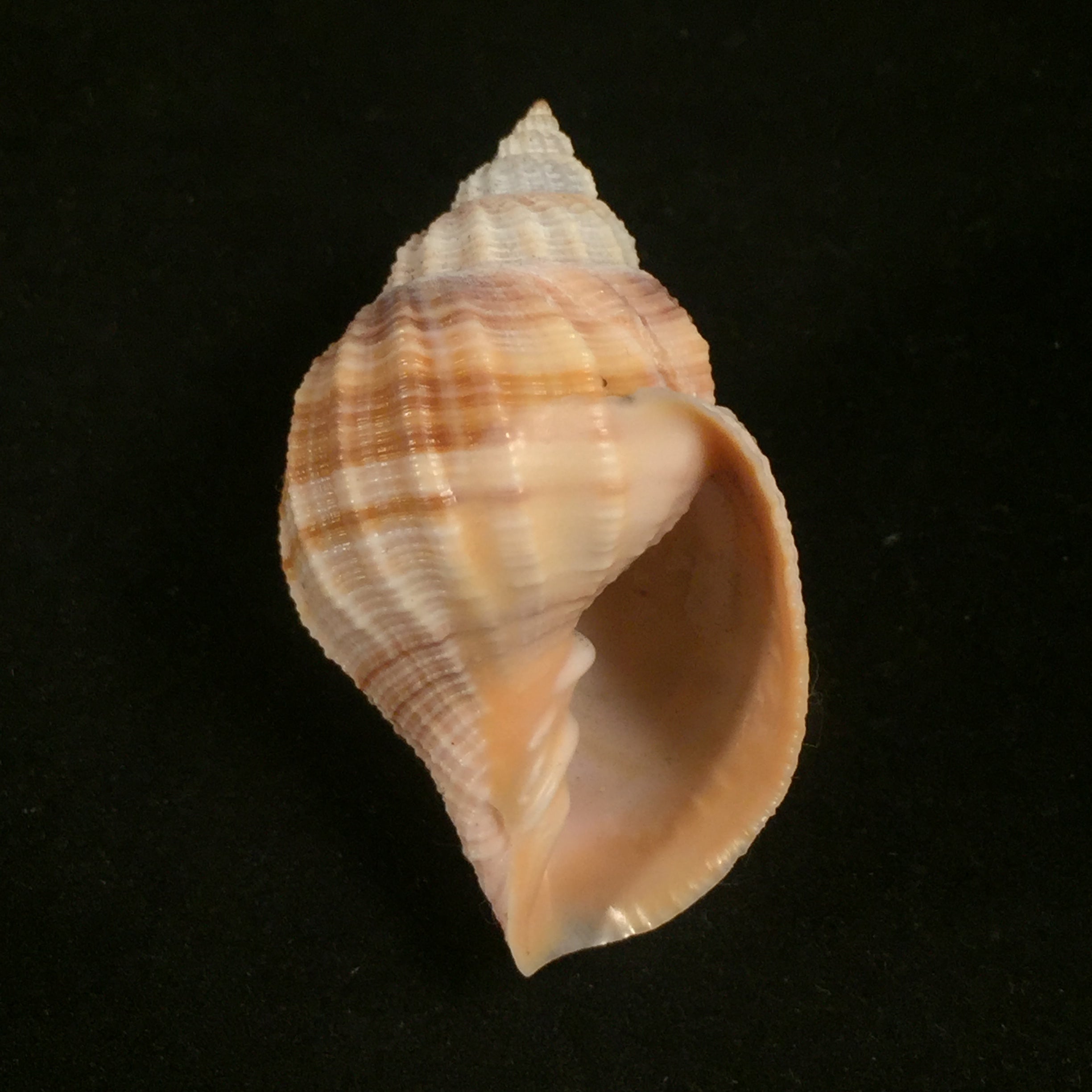 Euclia laurettae (Petit & Harasewych, 1998) - 49,3毫米
