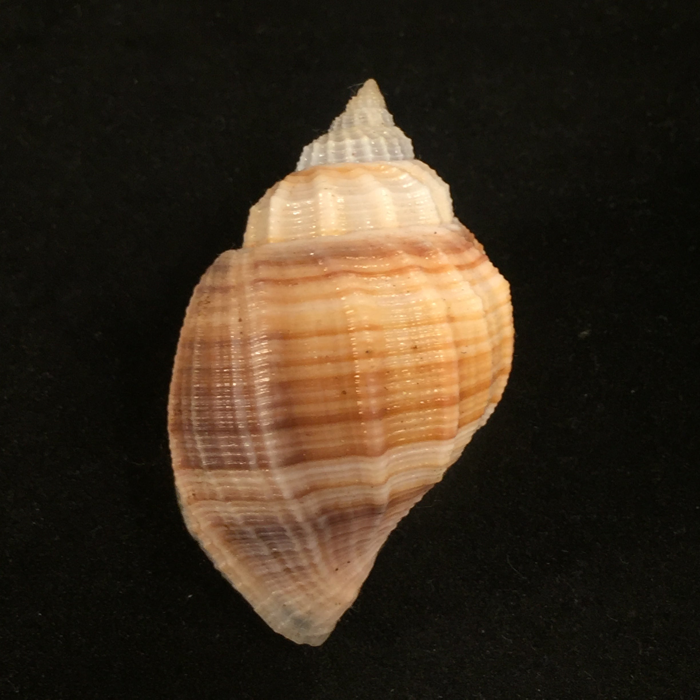 Euclia laurettae (Petit & Harasewych, 1998) - 48mm