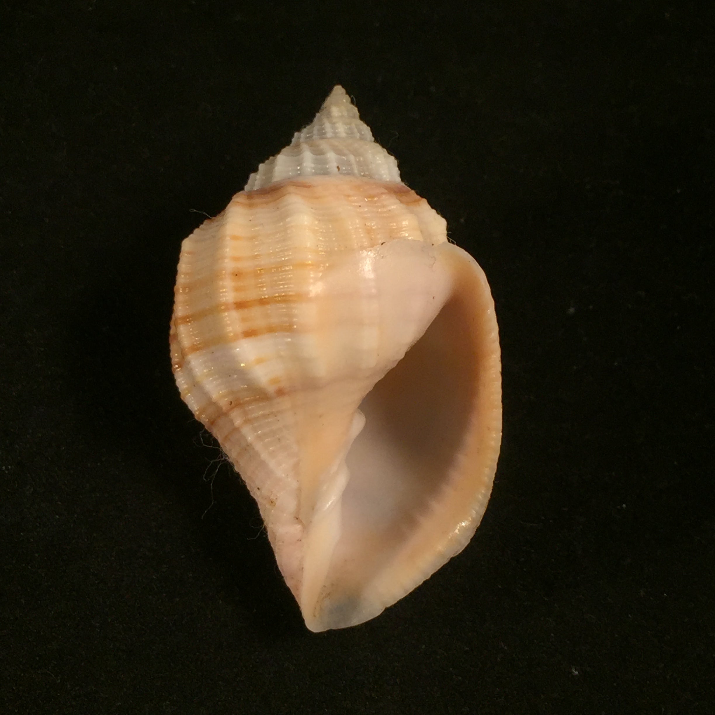 Euclia laurettae (Petit & Harasewych, 1998) - 48mm