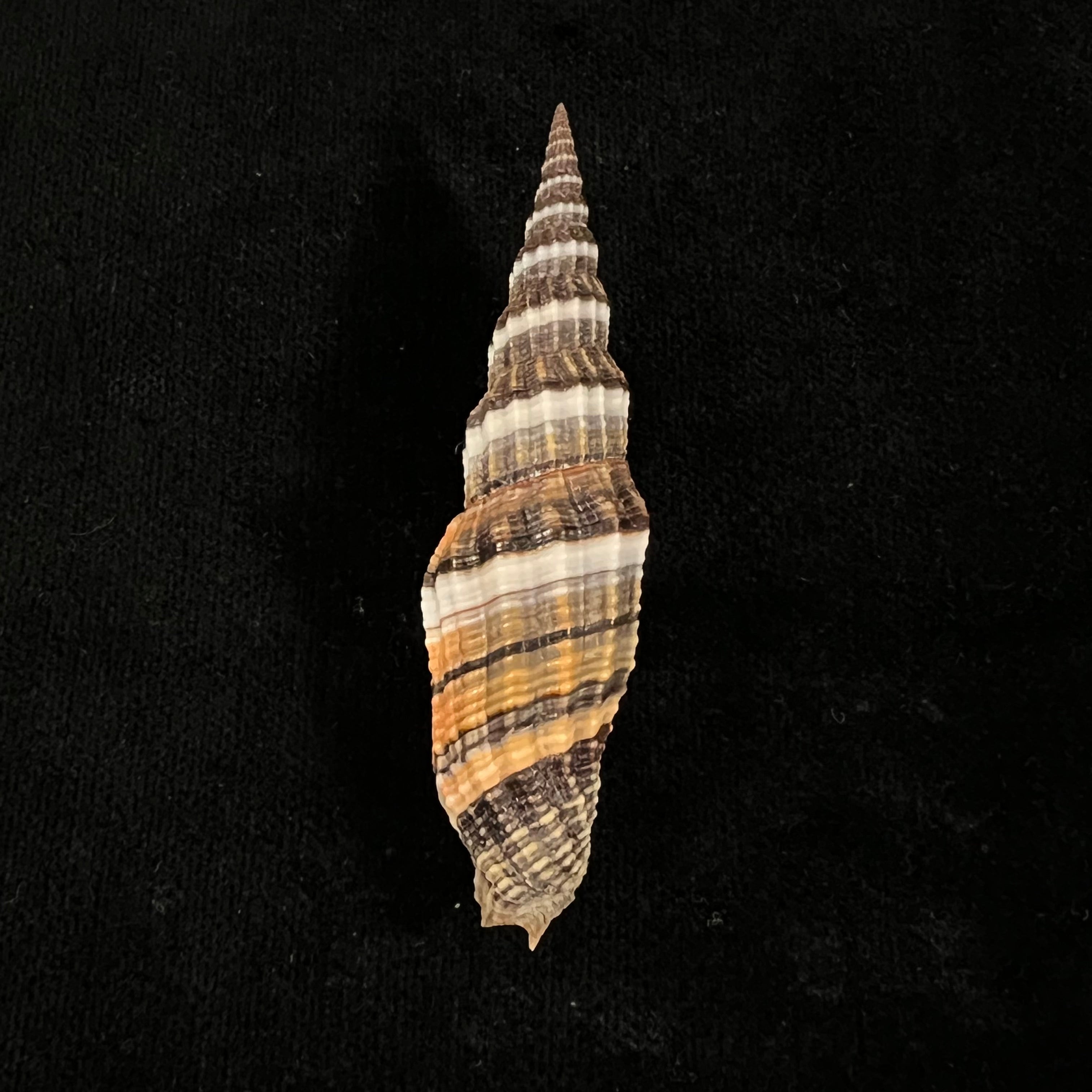 Vexillum tulearense T. Cossignani, 2021 - 75,2mm
