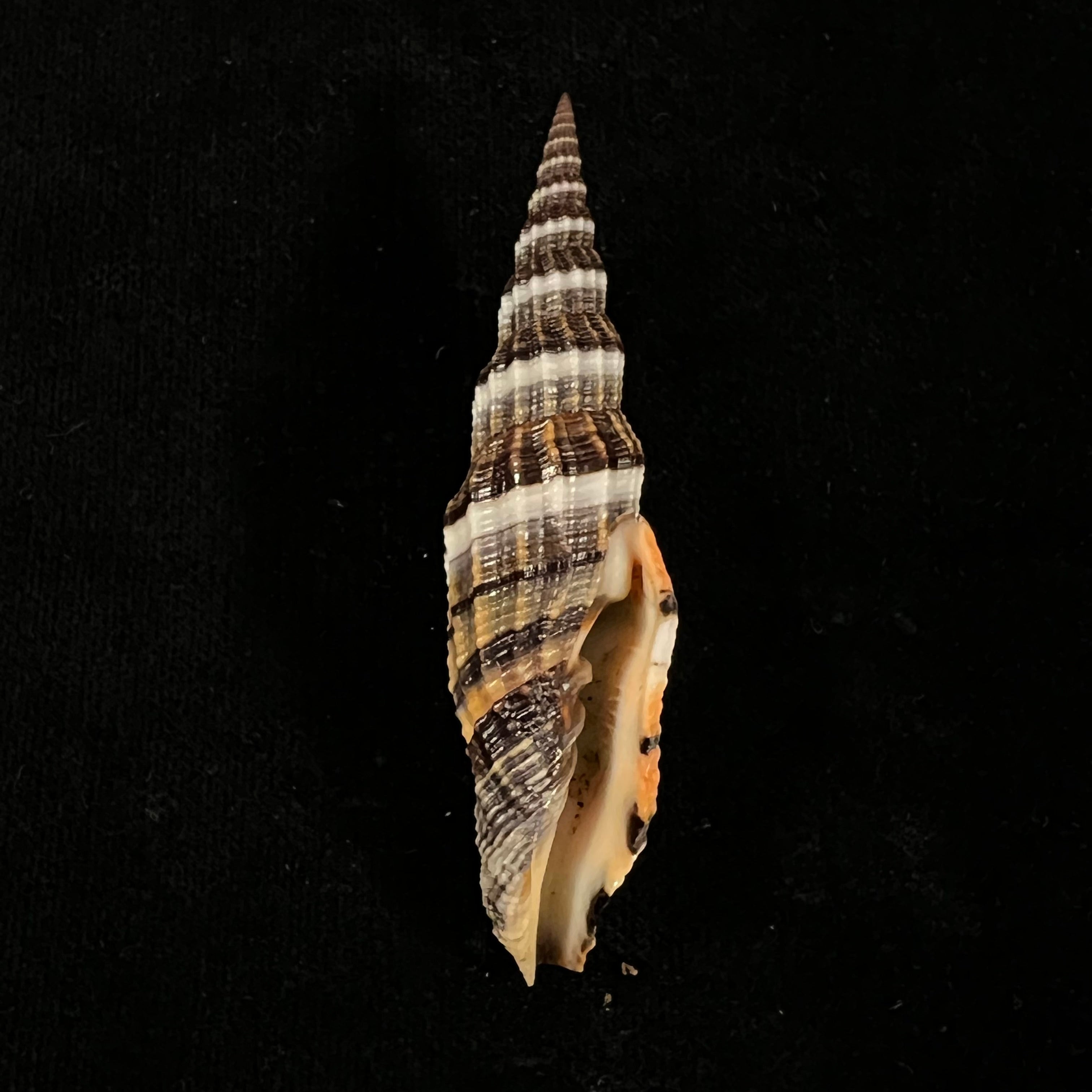 Vexillum tulearense T. Cossignani, 2021 - 75,2mm