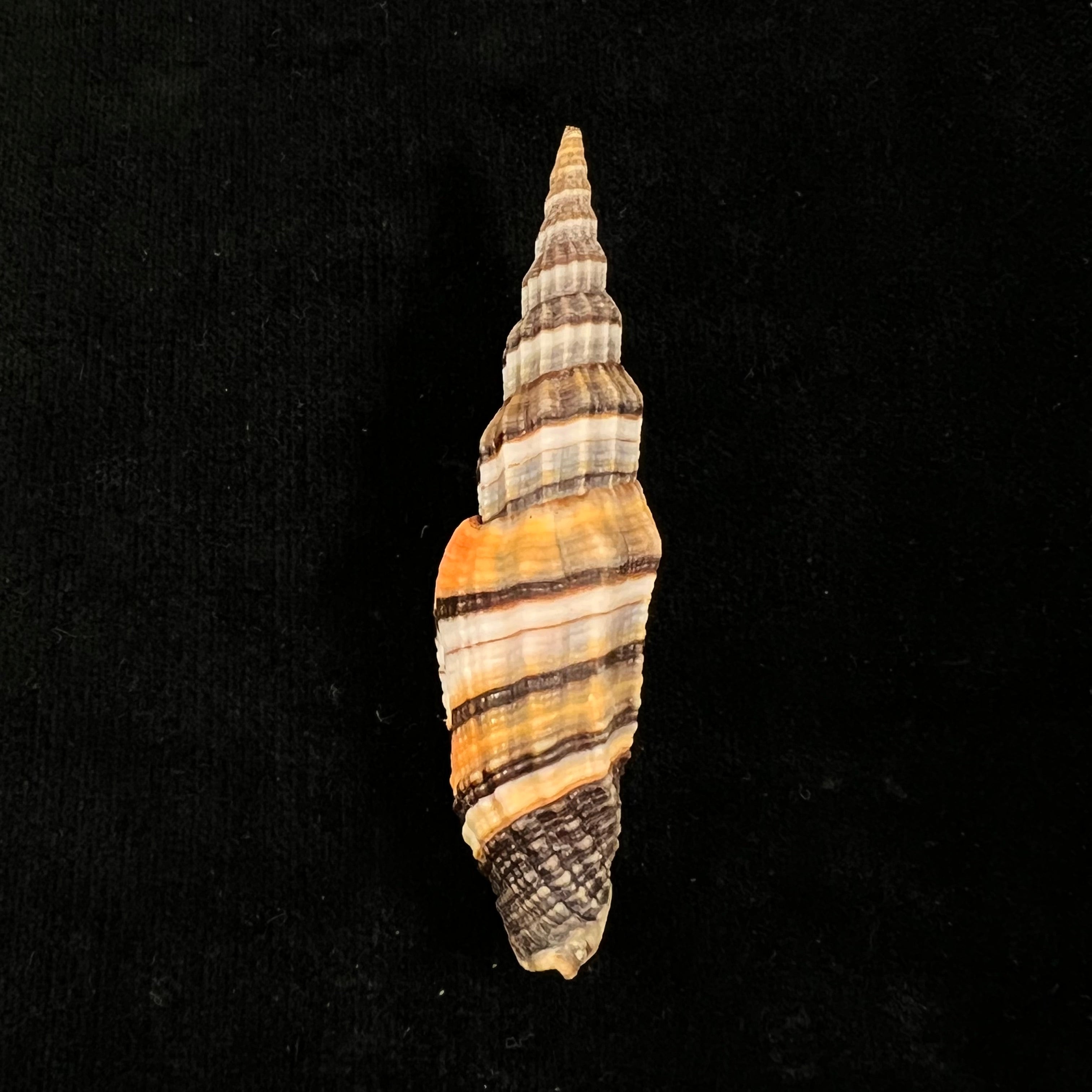 Vexillum tulearense T. Cossignani, 2021 - 77,2mm