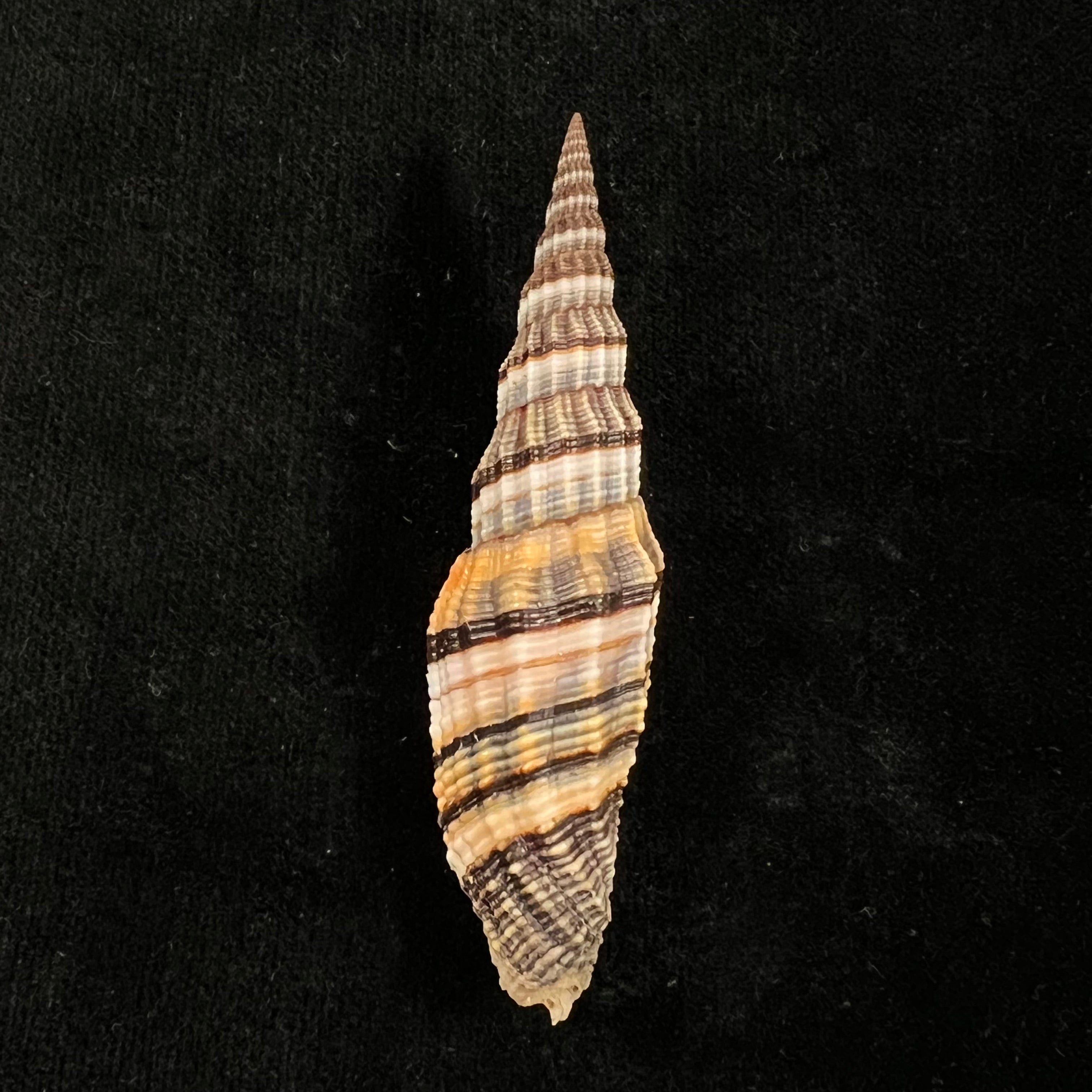Vexillum tulearense T. Cossignani, 2021 - 76,6mm