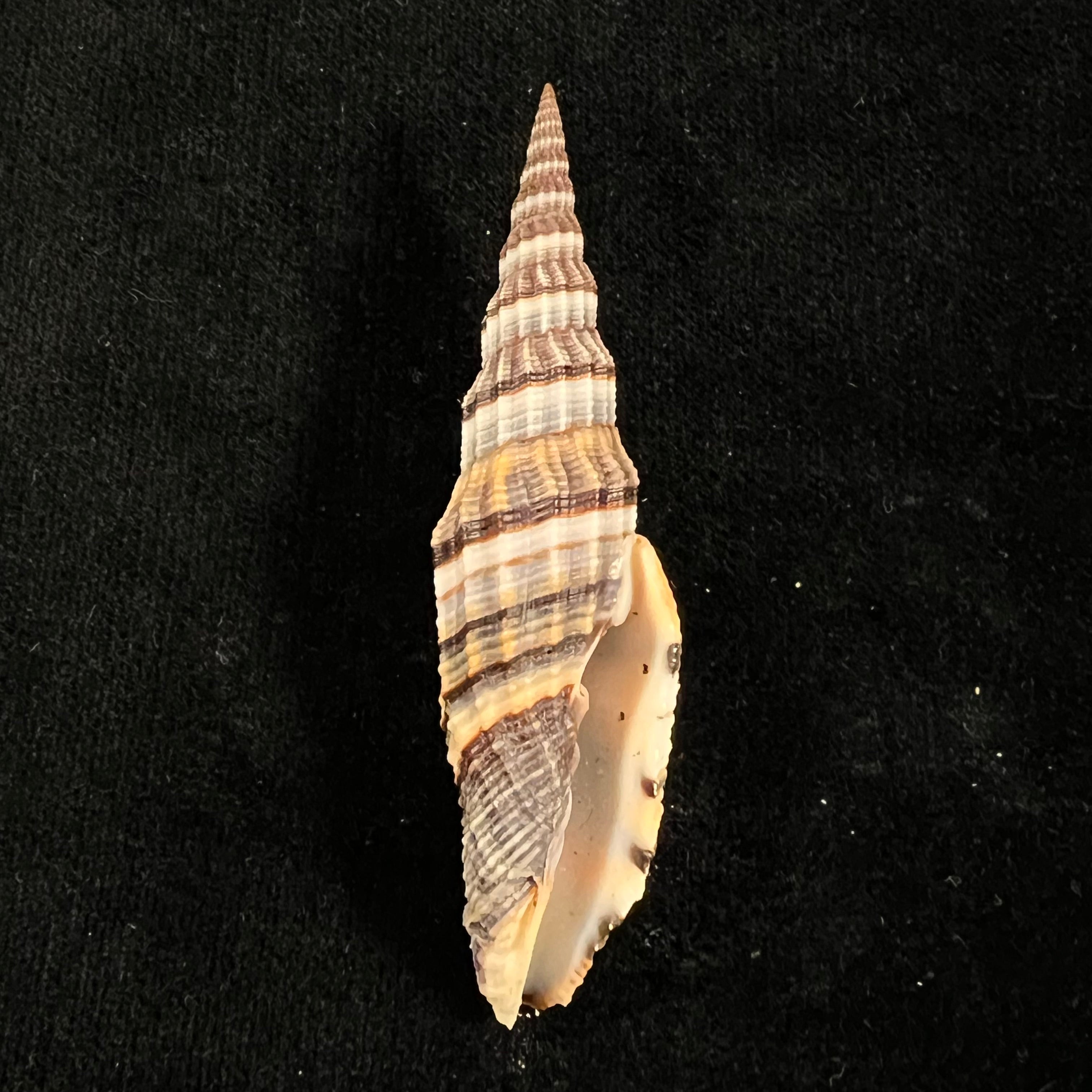 Vexillum tulearense T. Cossignani, 2021 - 76,6mm