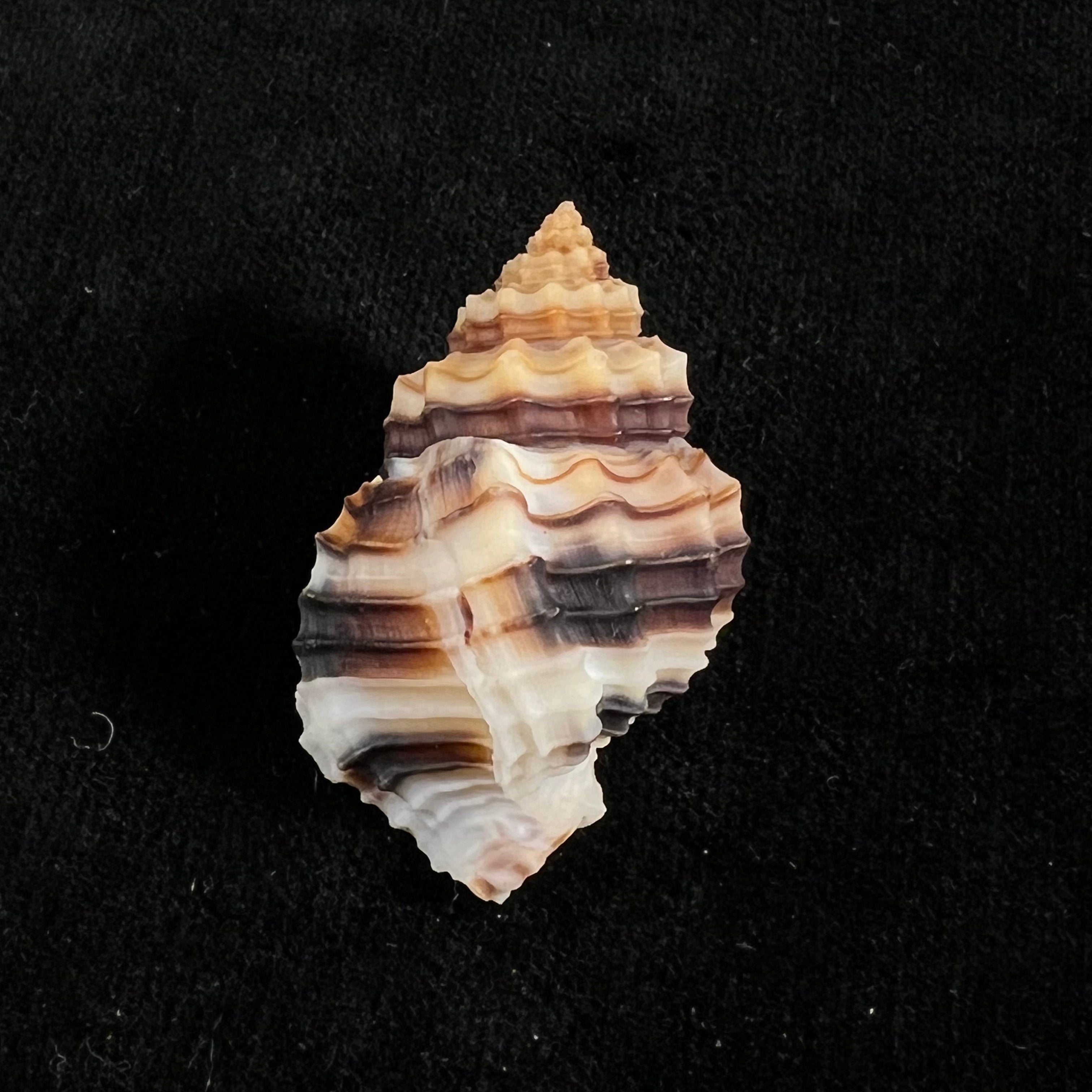 Bivetiella cancellata (Linnaeus, 1767) - 37,7mm