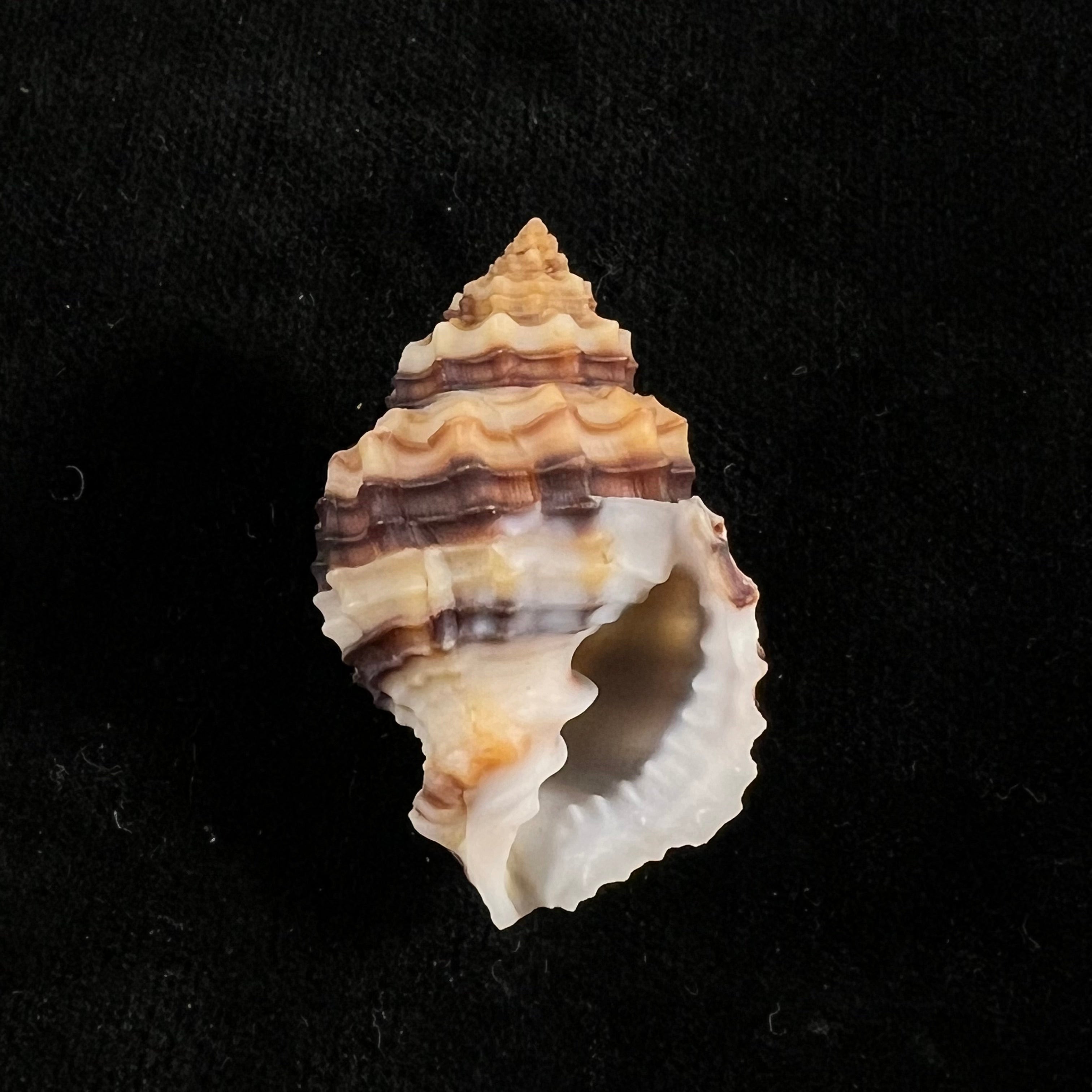Bivetiella cancellata (Linnaeus, 1767) - 37,7mm