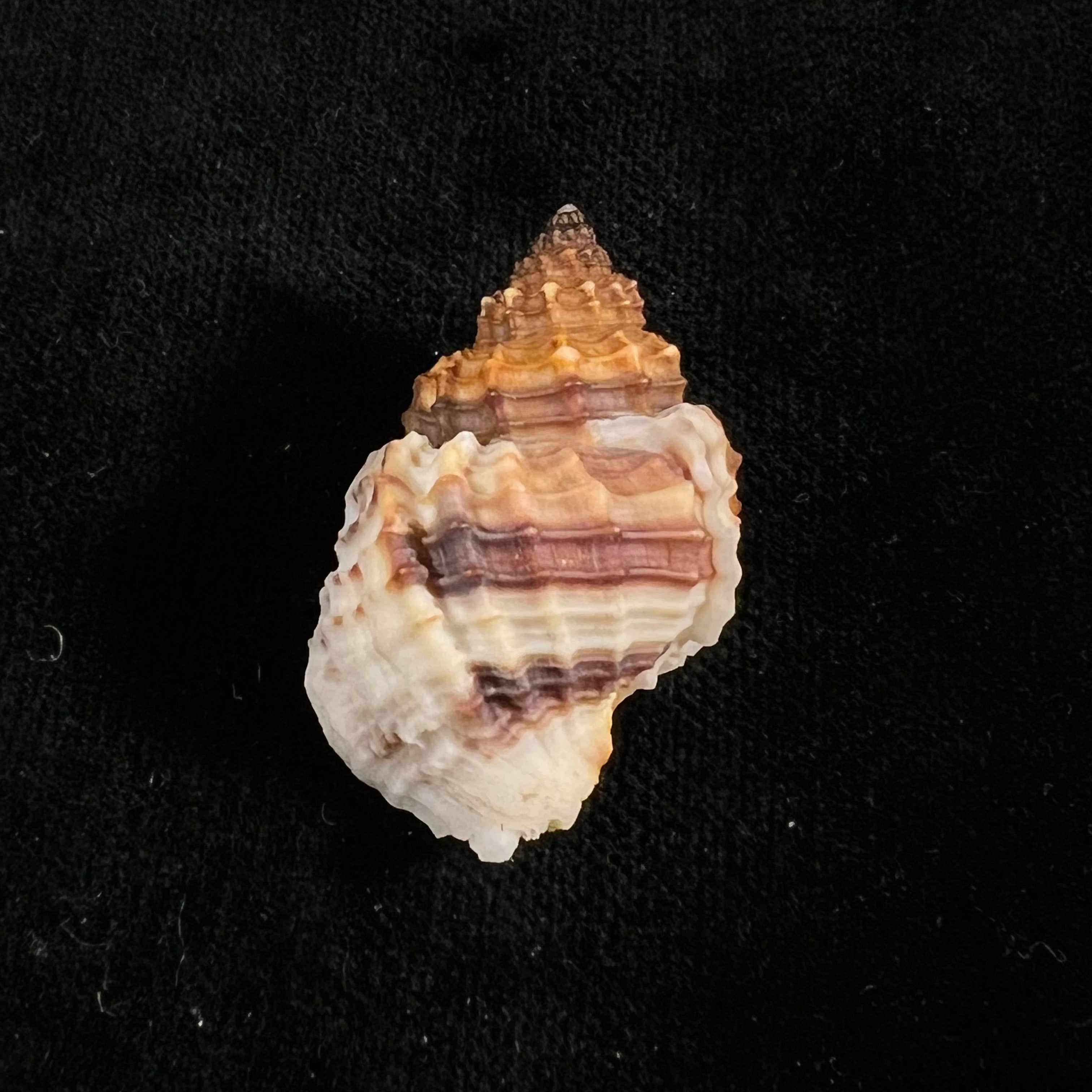 Bivetiella cancellata(林奈,1767)- 37,3毫米