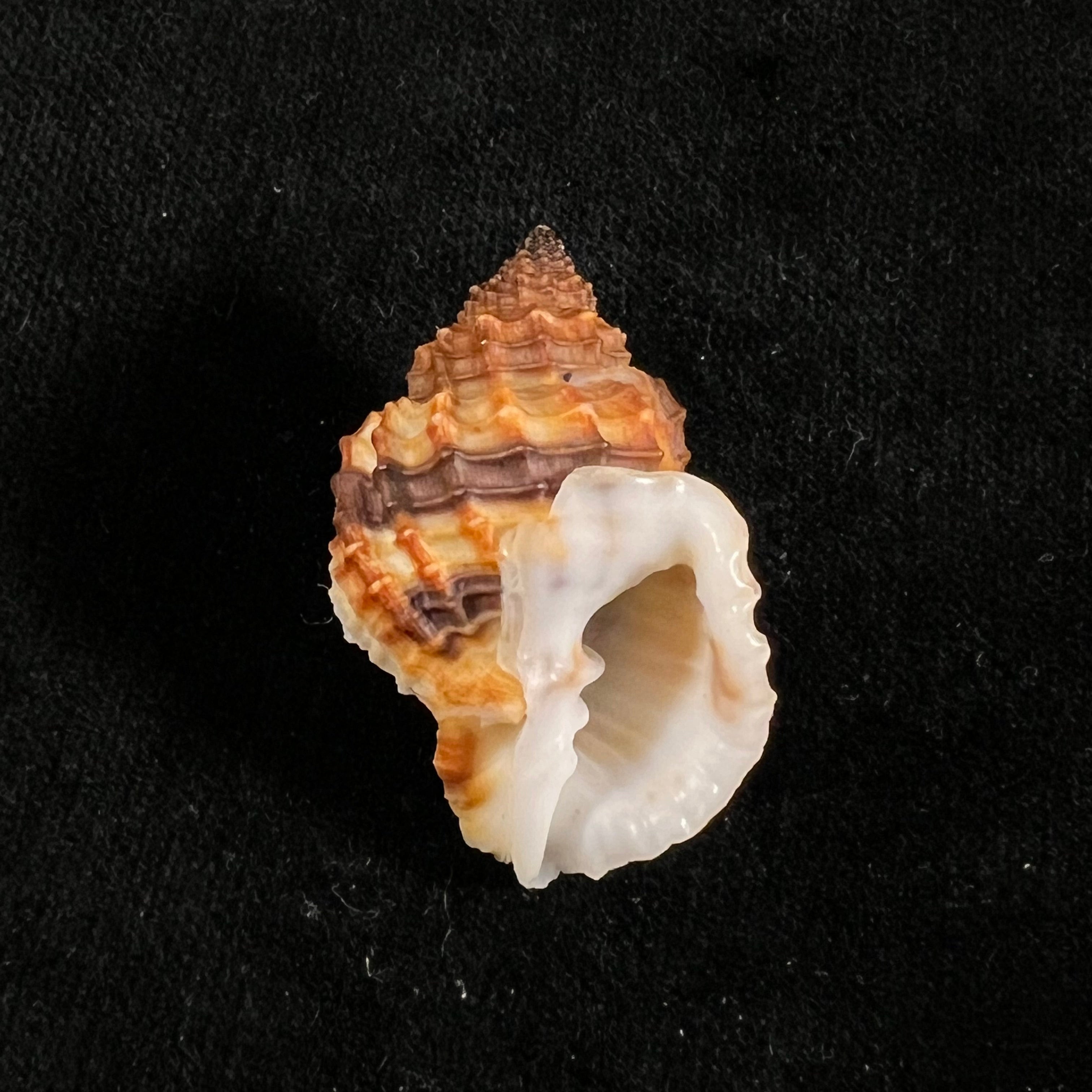 Bivetiella cancellata(林奈,1767)- 37,3毫米