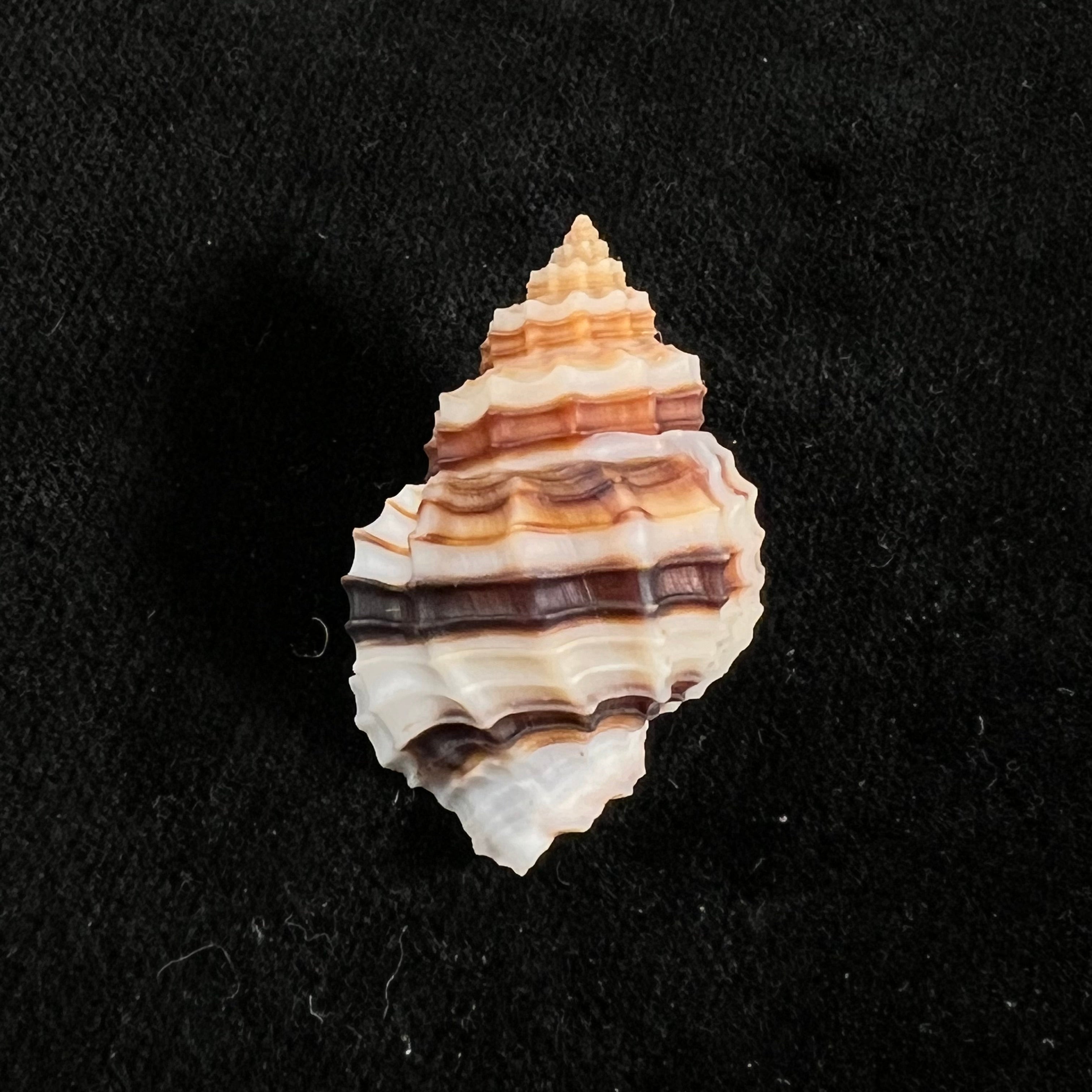 Bivetiella cancellata (Linnaeus, 1767) - 36,4mm