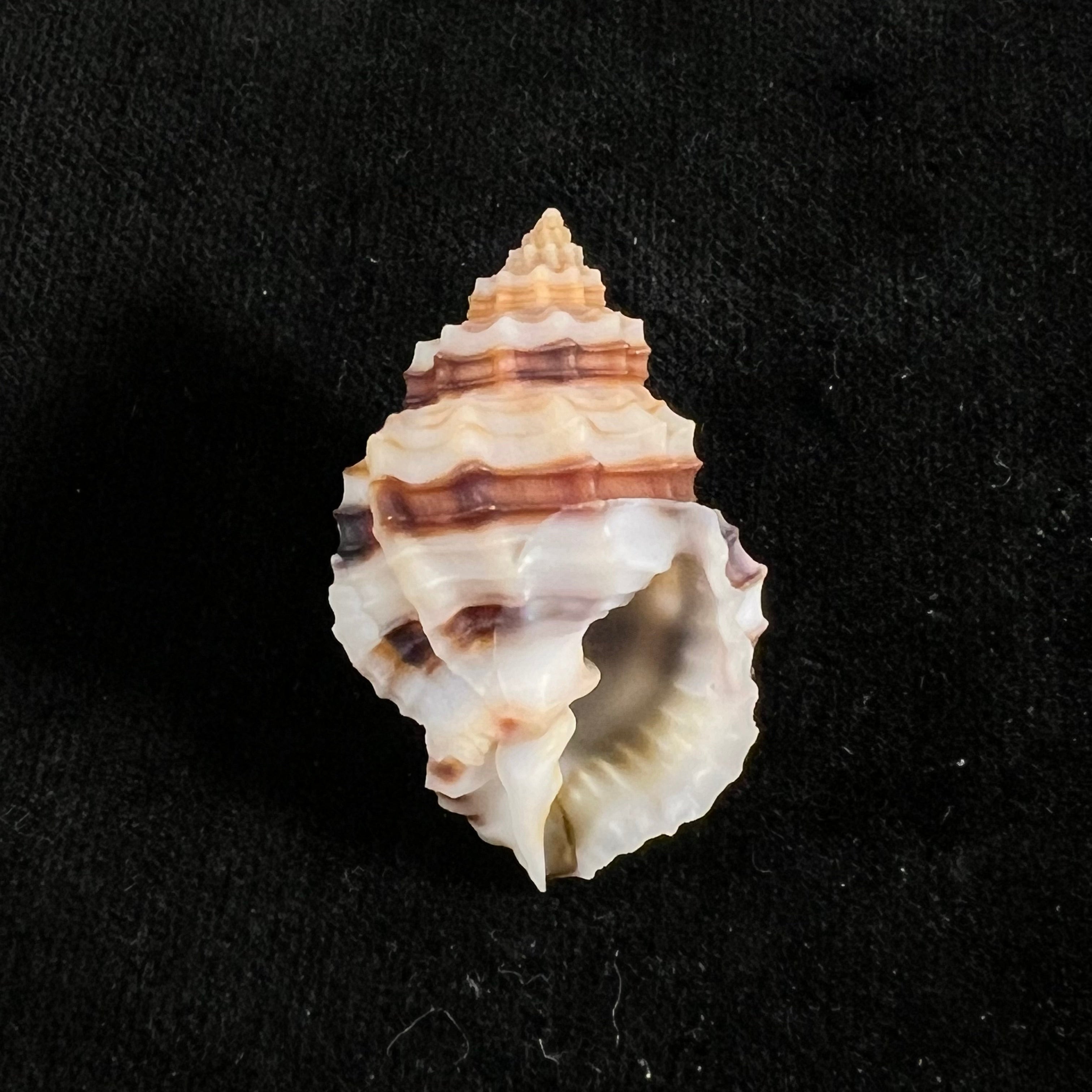 Bivetiella cancellata (Linnaeus, 1767) - 36,4mm