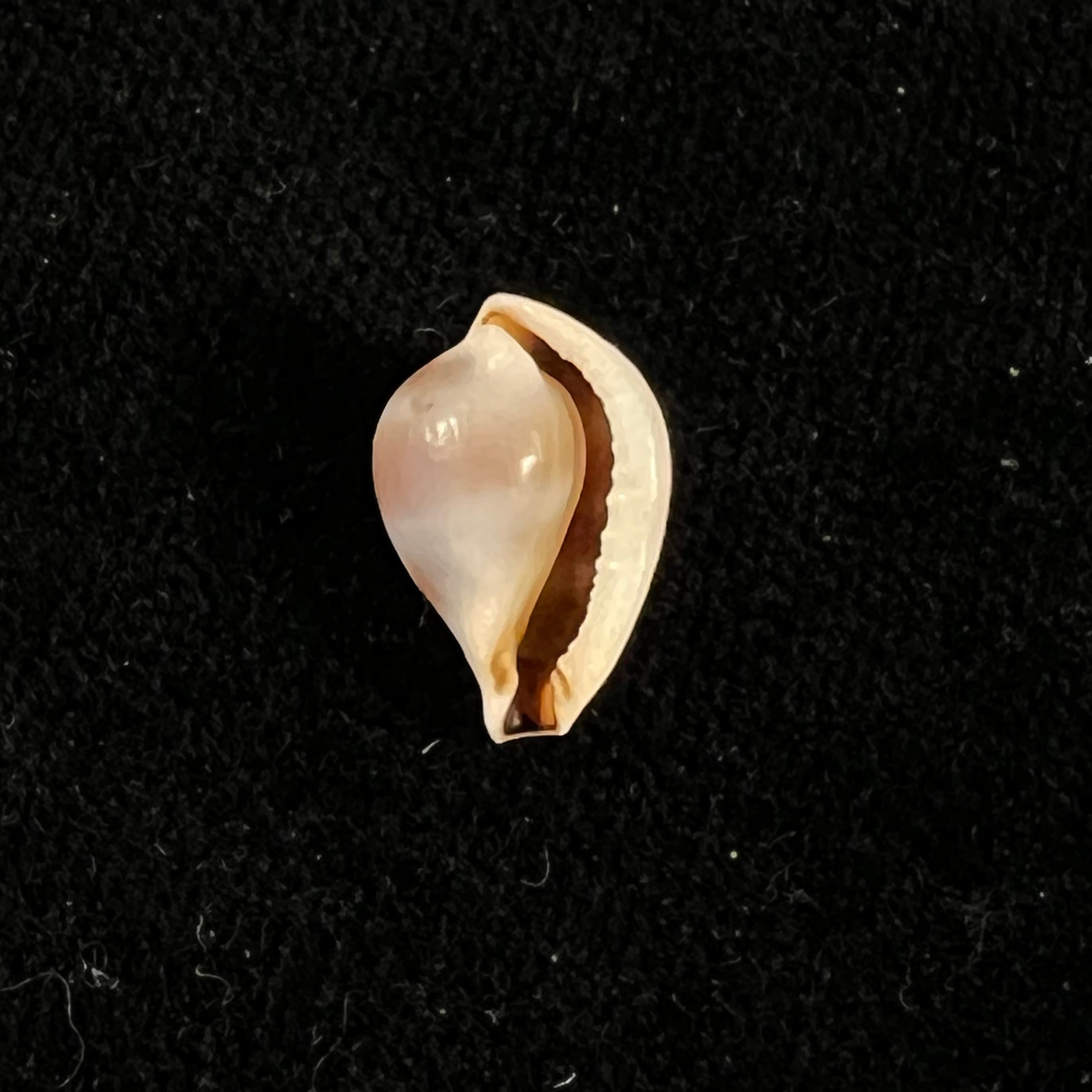 Margovulatinctilis CN Cate, 1973 - 13,9mm