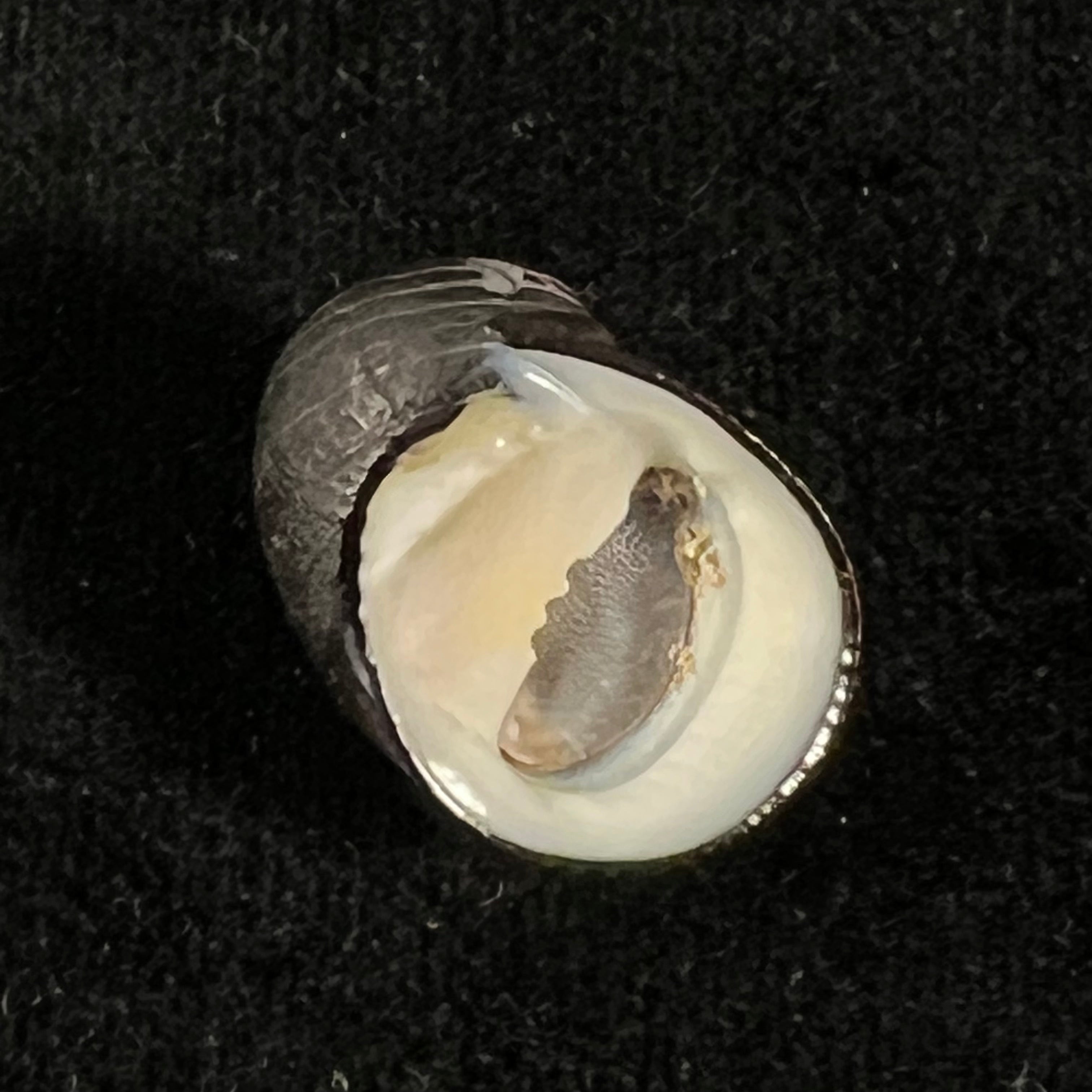 Nerita senegalensis Gmelin, 1791 - 21,3mm