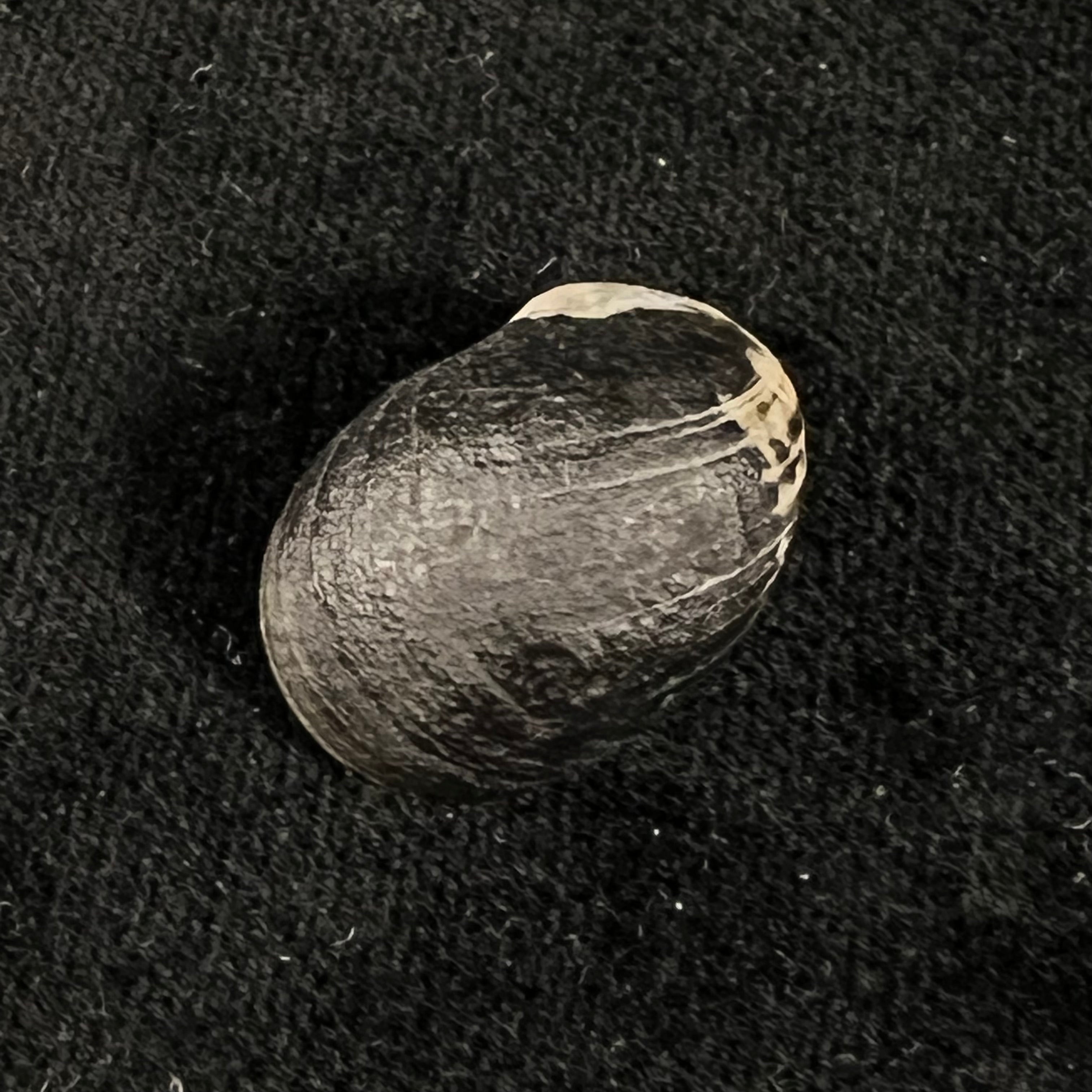 Nerita senegalensis Gmelin, 1791 - 22,1mm